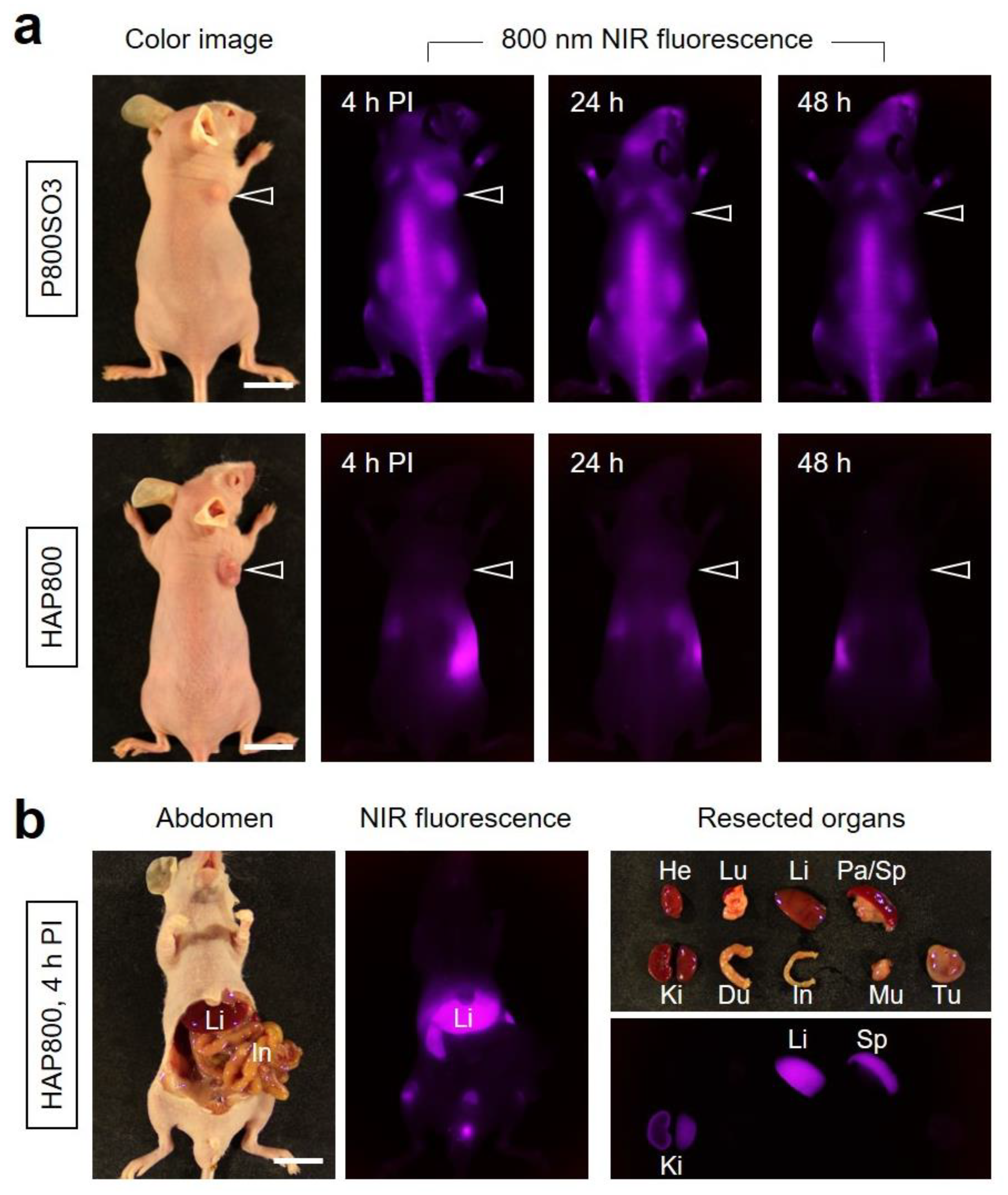 Pharmaceutics 15 01374 g003 Pharmaceutics 15 01374 g003