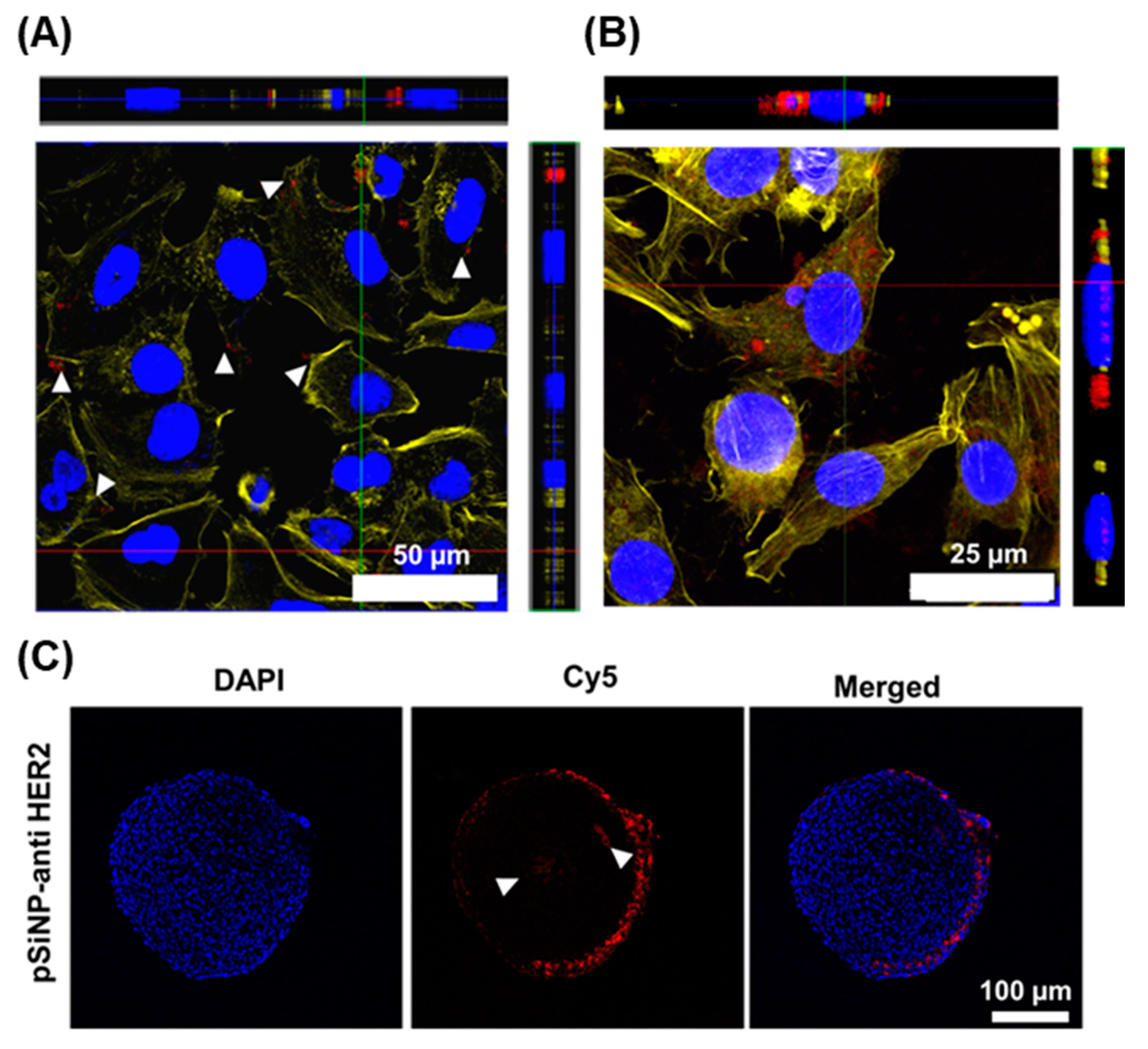 Pharmaceutics 15 01389 g004 550