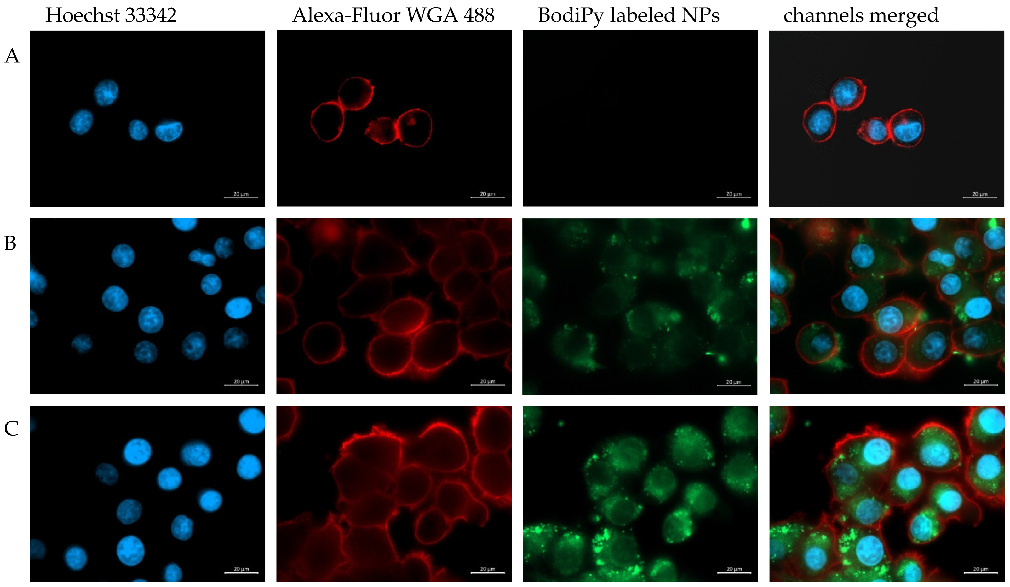 Pharmaceutics 15 01403 g006