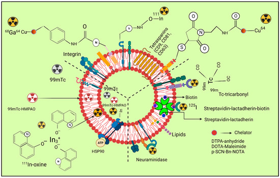 In Vivo Real-Time Imaging of Extracellular Vesicles in Liver Regeneration  via Aggregation-Induced Emission Luminogens