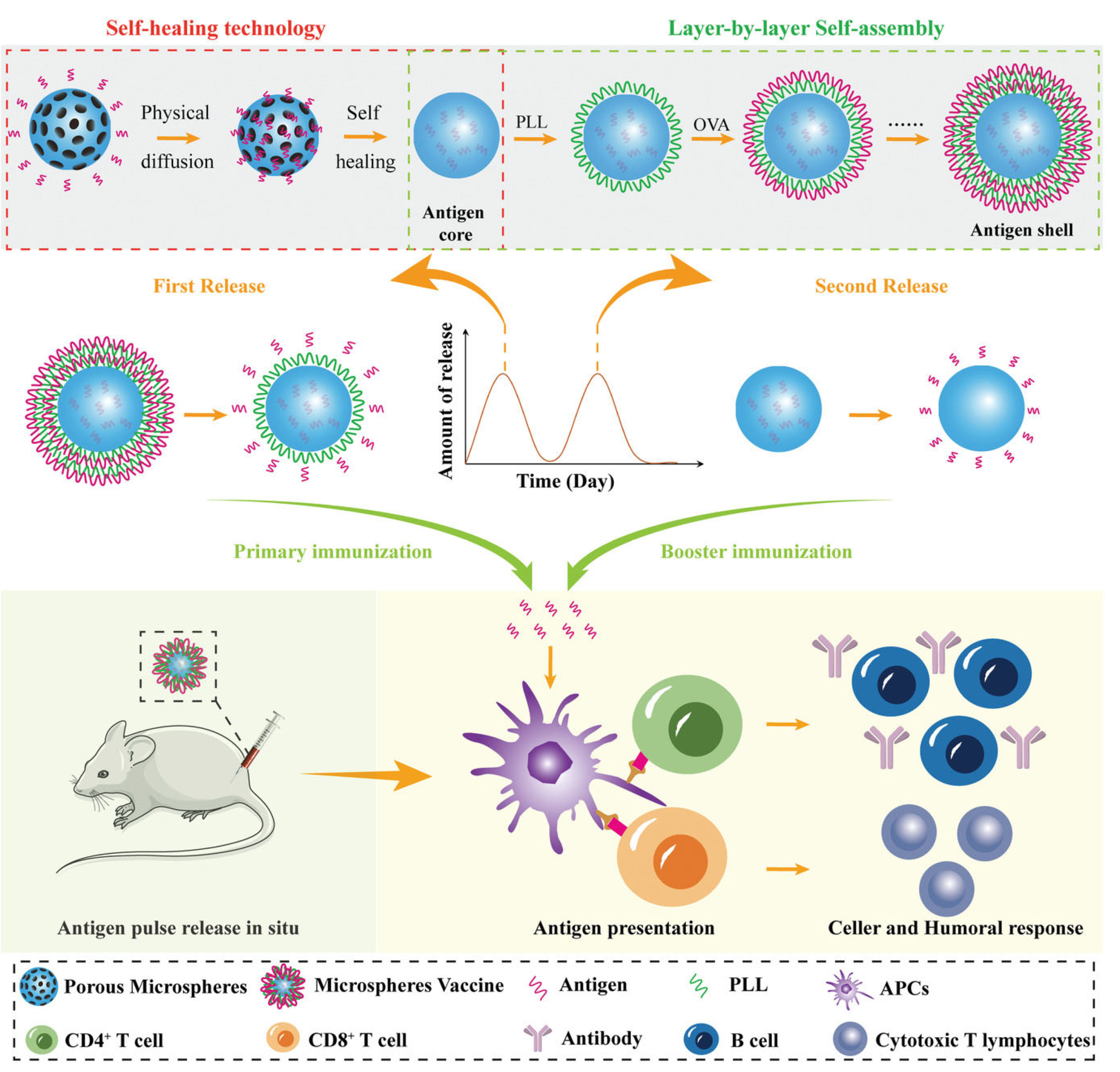 Pharmaceutics 15 01449 g004