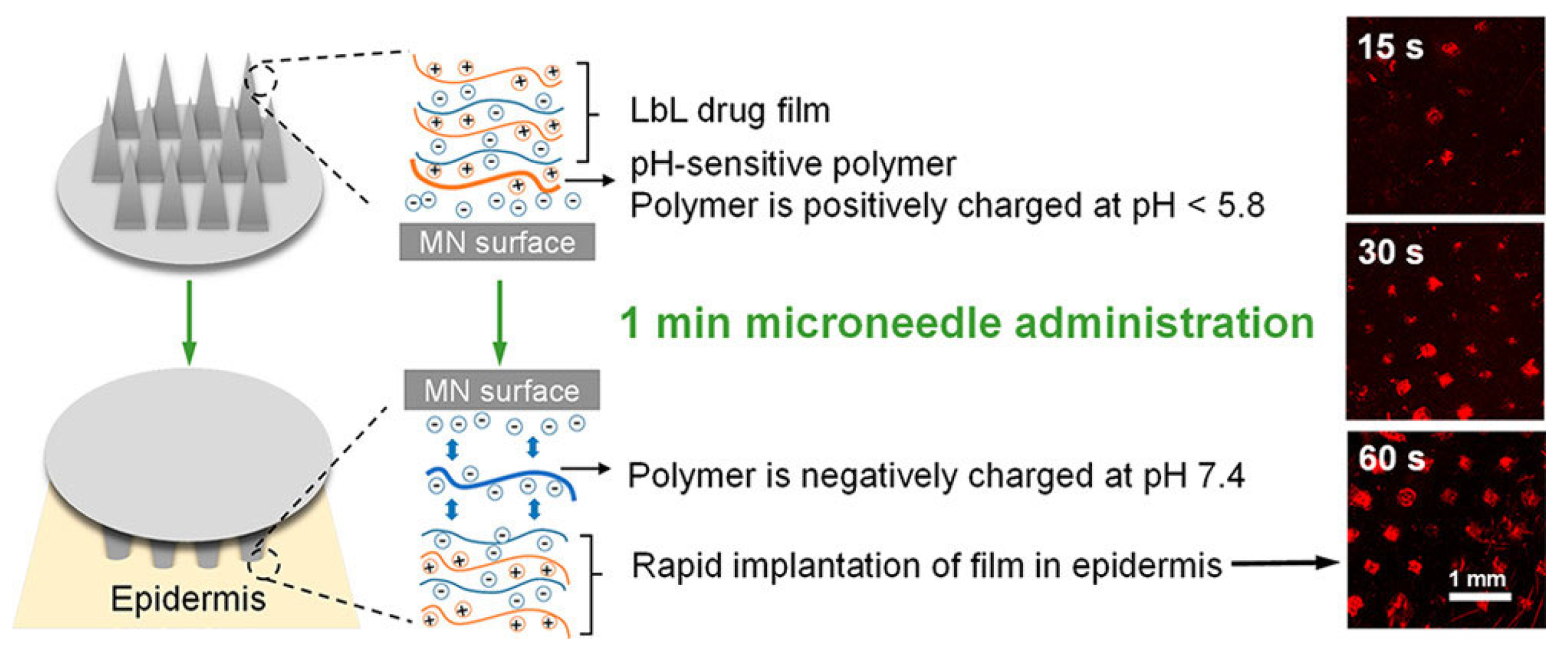 Pharmaceutics 15 01449 g006