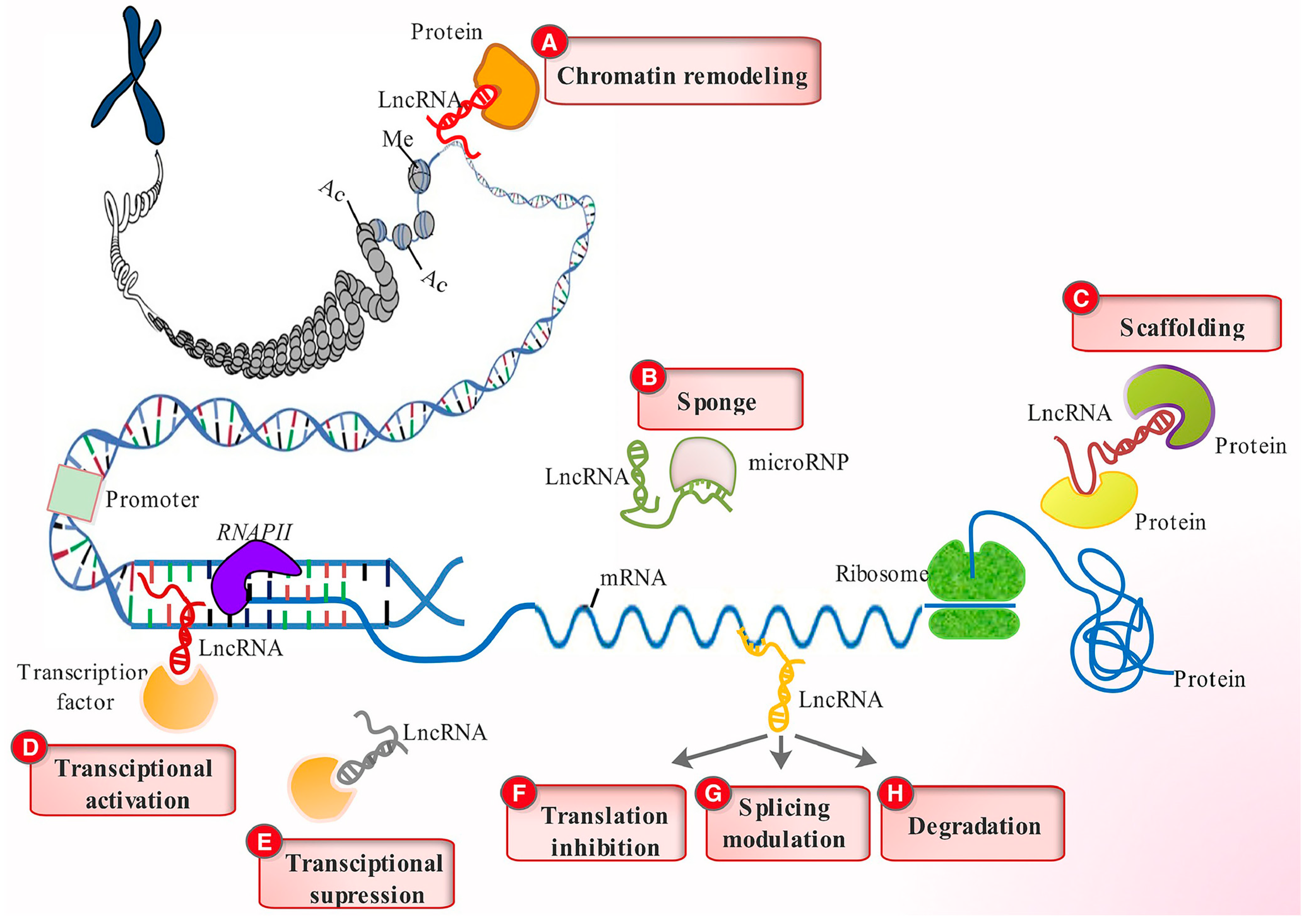 Pharmaceutics 15 01454 g002 Pharmaceutics 15 01454 g002