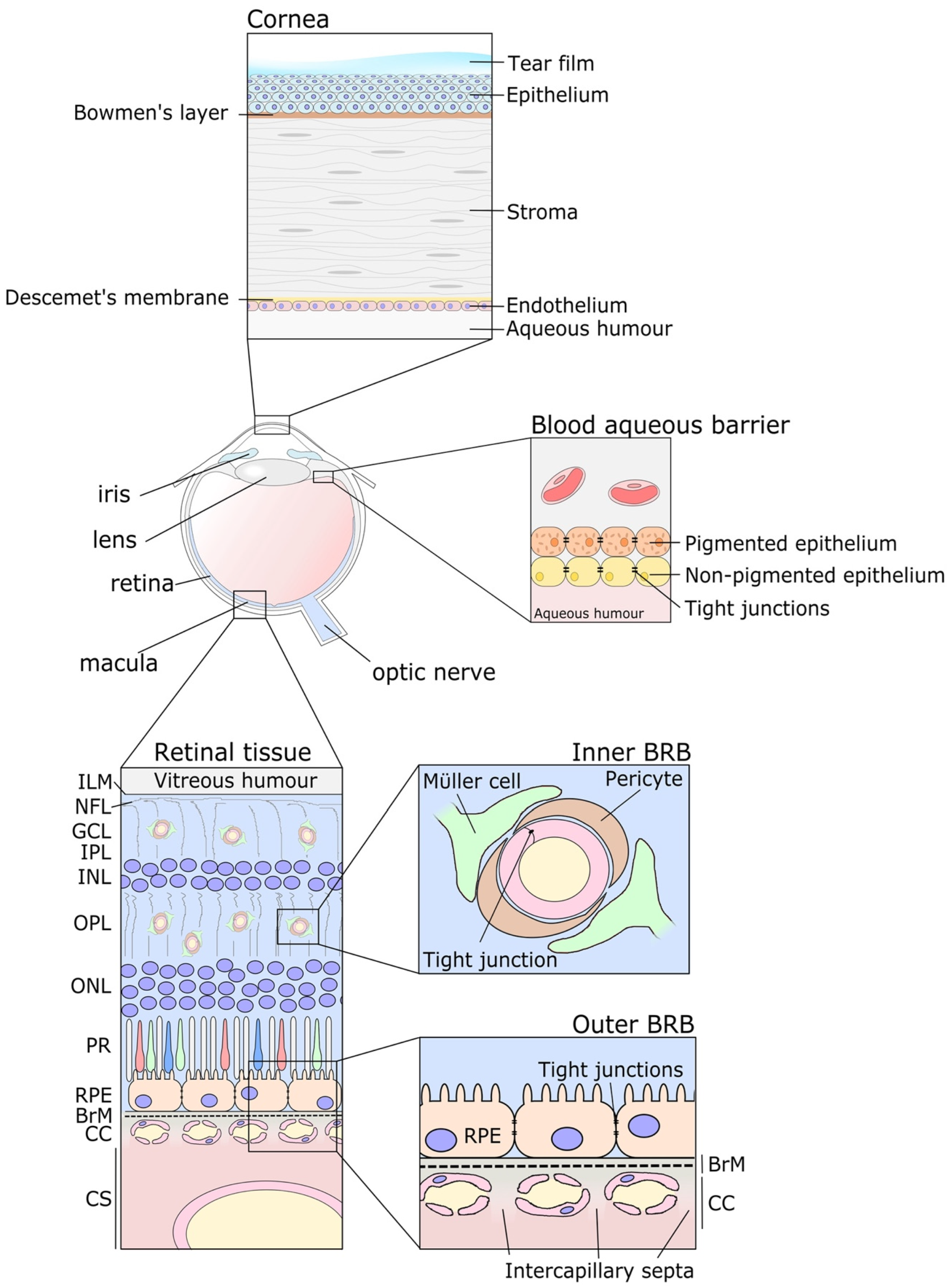 Pharmaceutics 15 01484 g001