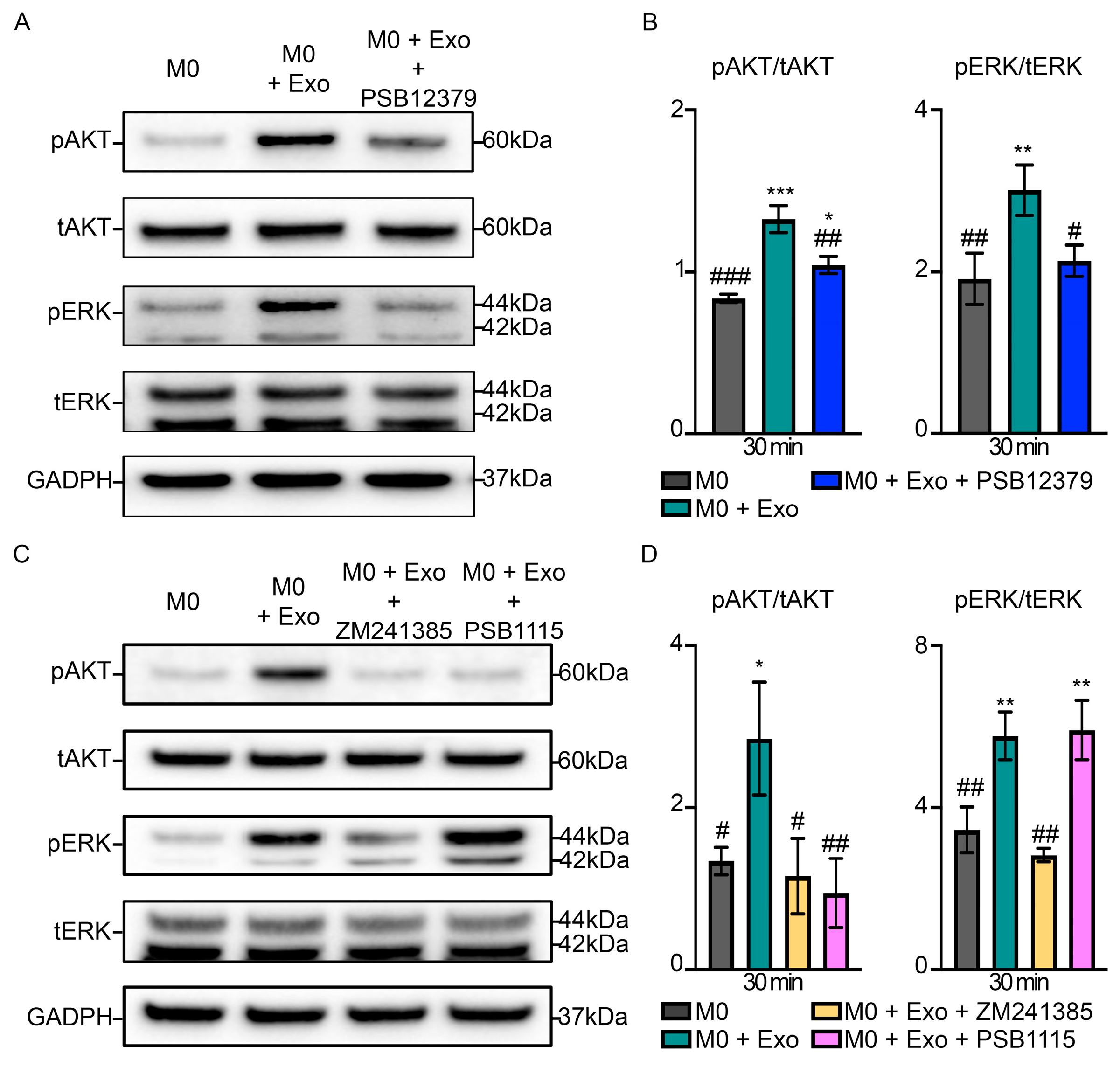 Pharmaceutics 15 01489 g004