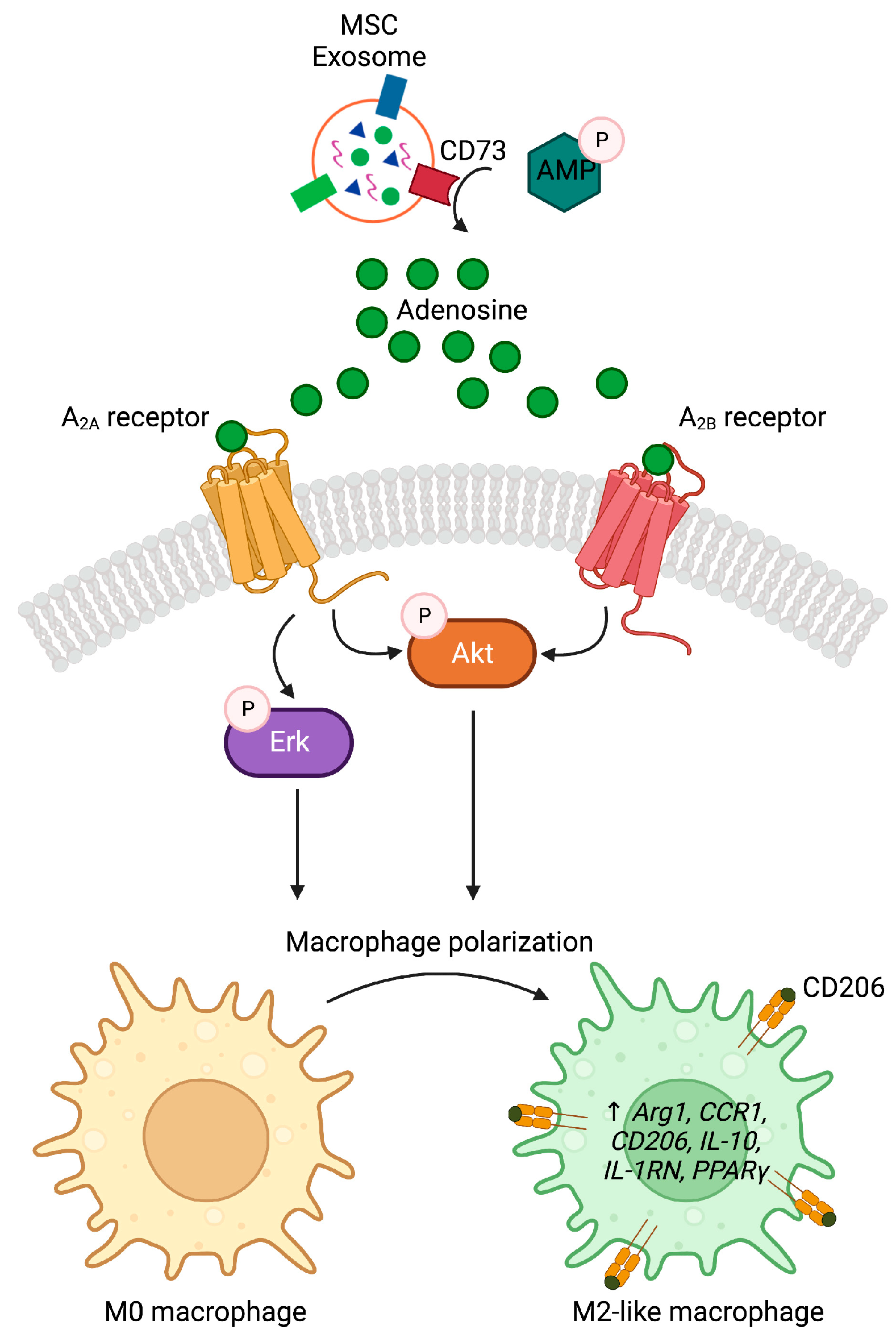 Pharmaceutics 15 01489 g007