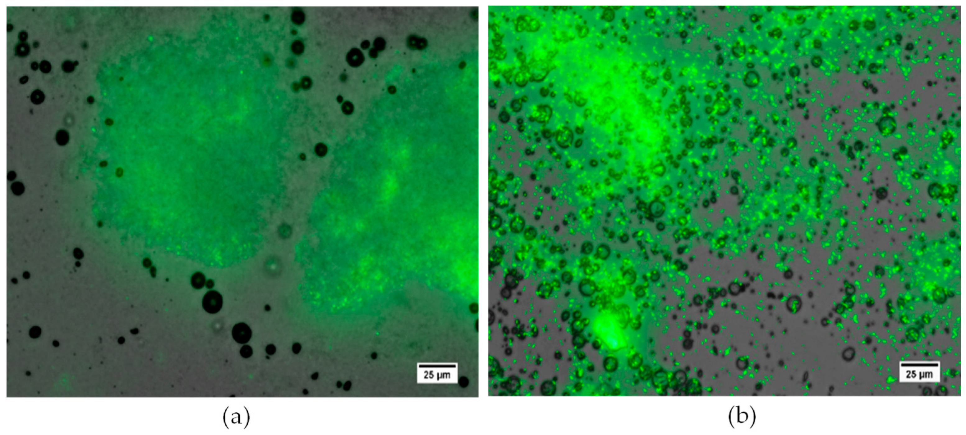 Pharmaceutics 15 01495 g005 Pharmaceutics 15 01495 g005