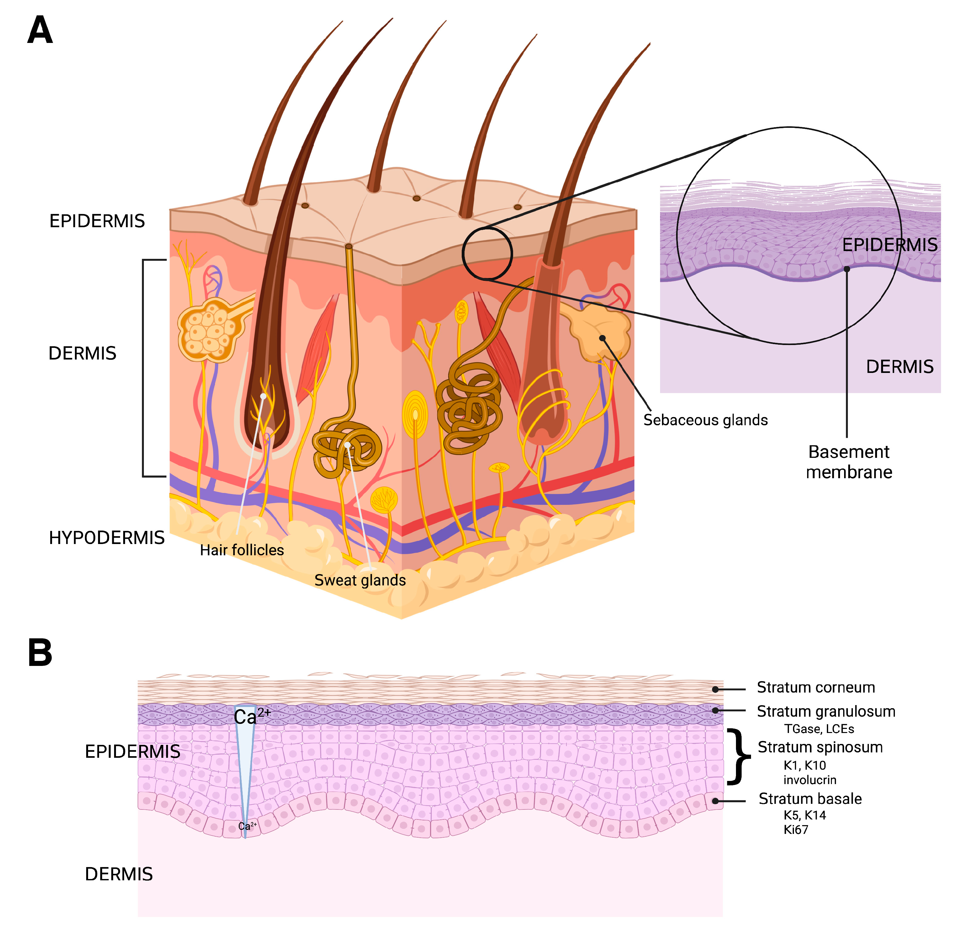Pharmaceutics 15 01497 g003 Pharmaceutics 15 01497 g003