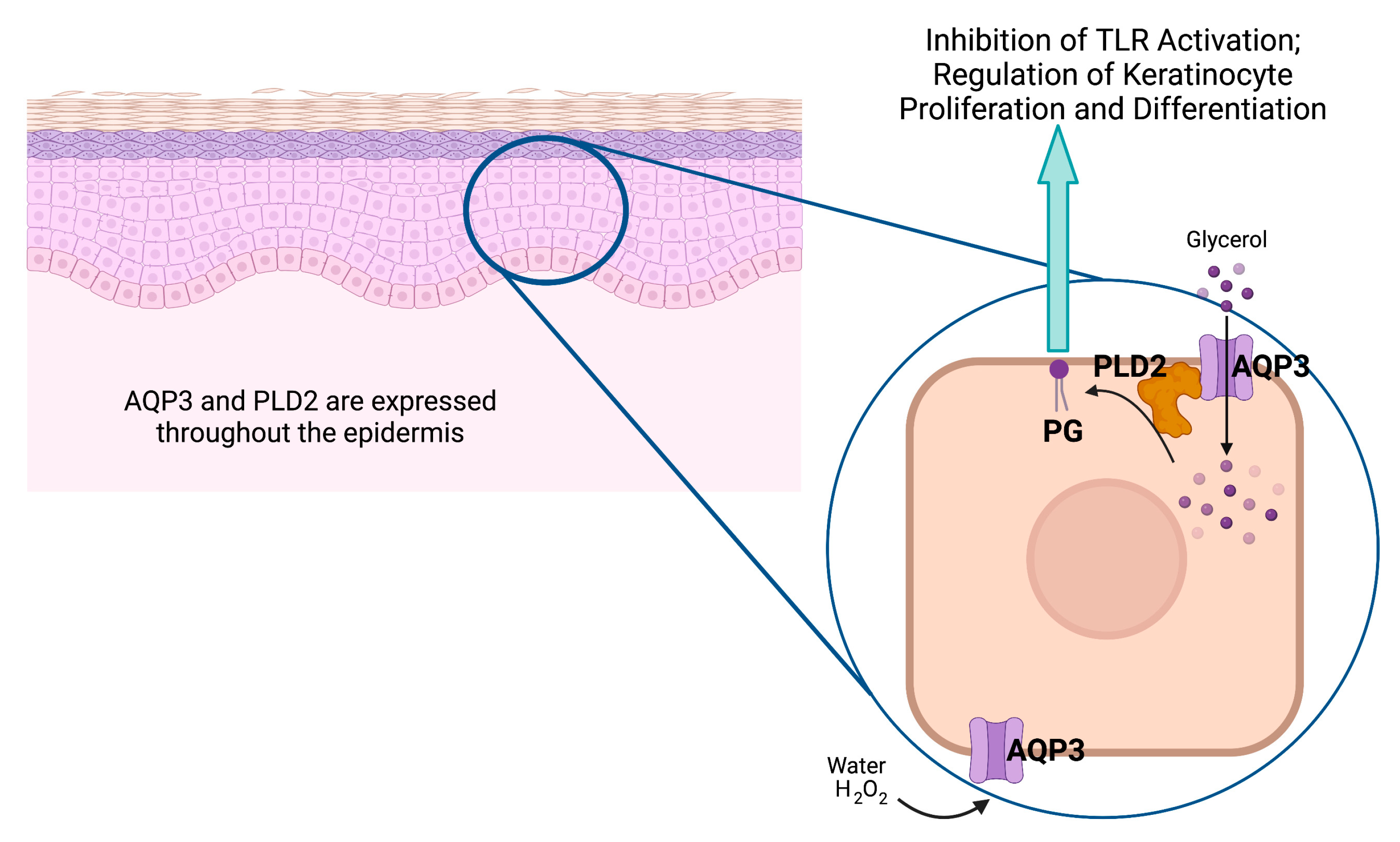 Pharmaceutics 15 01497 g004 Pharmaceutics 15 01497 g004