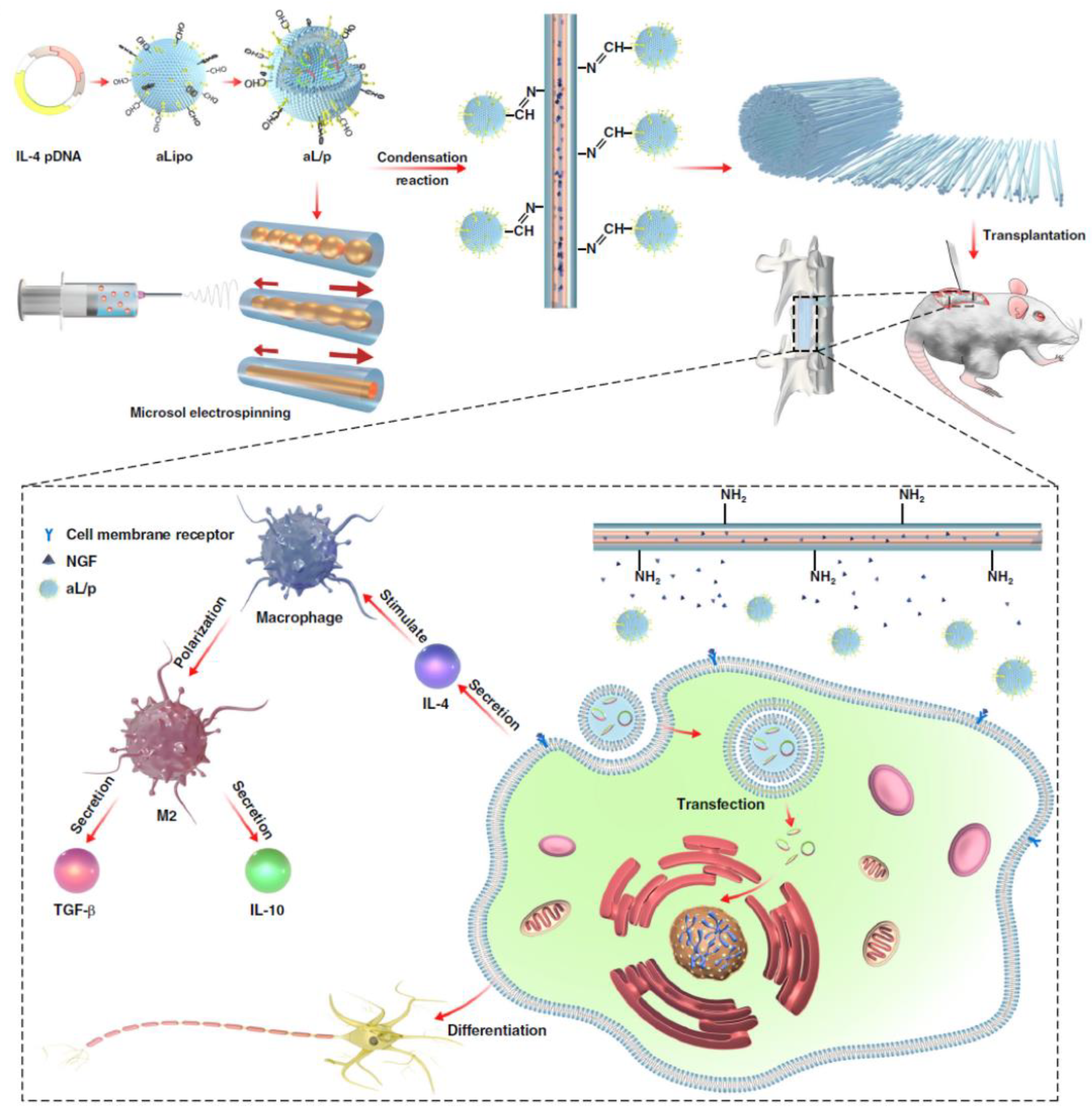 Pharmaceutics 15 01522 g013
