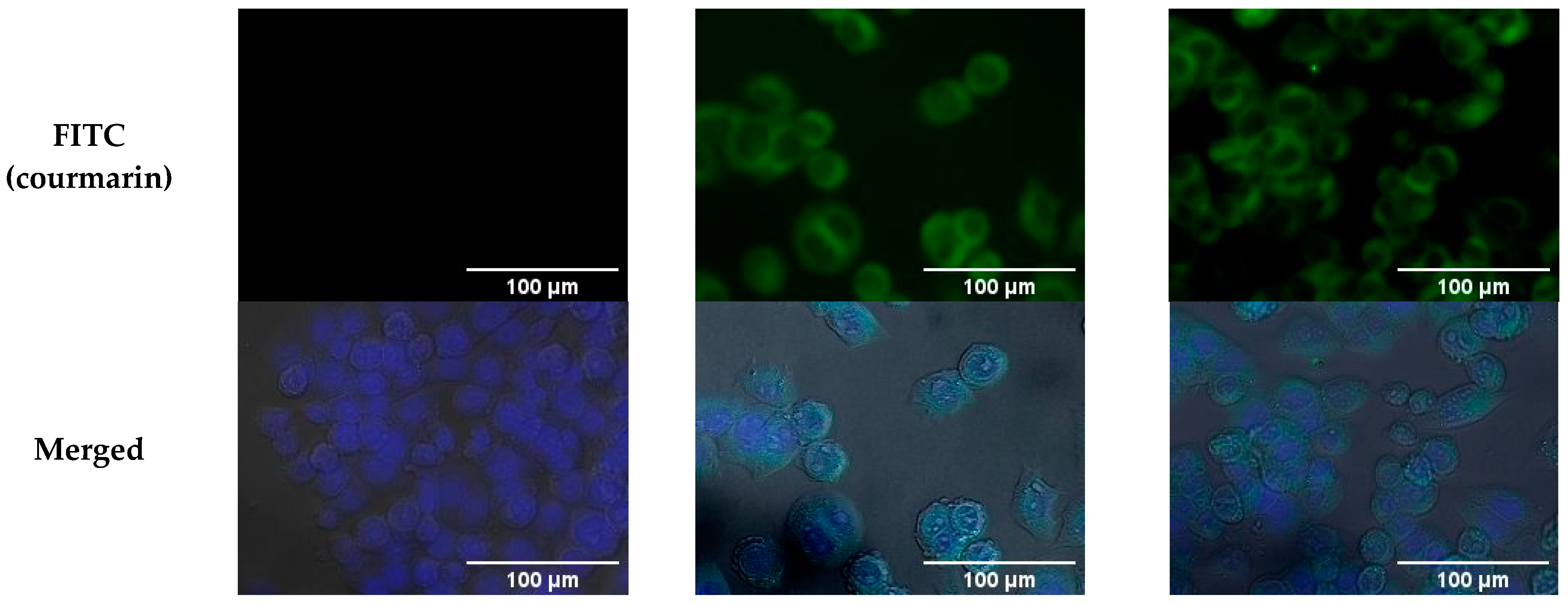 Pharmaceutics 15 01537 g002b