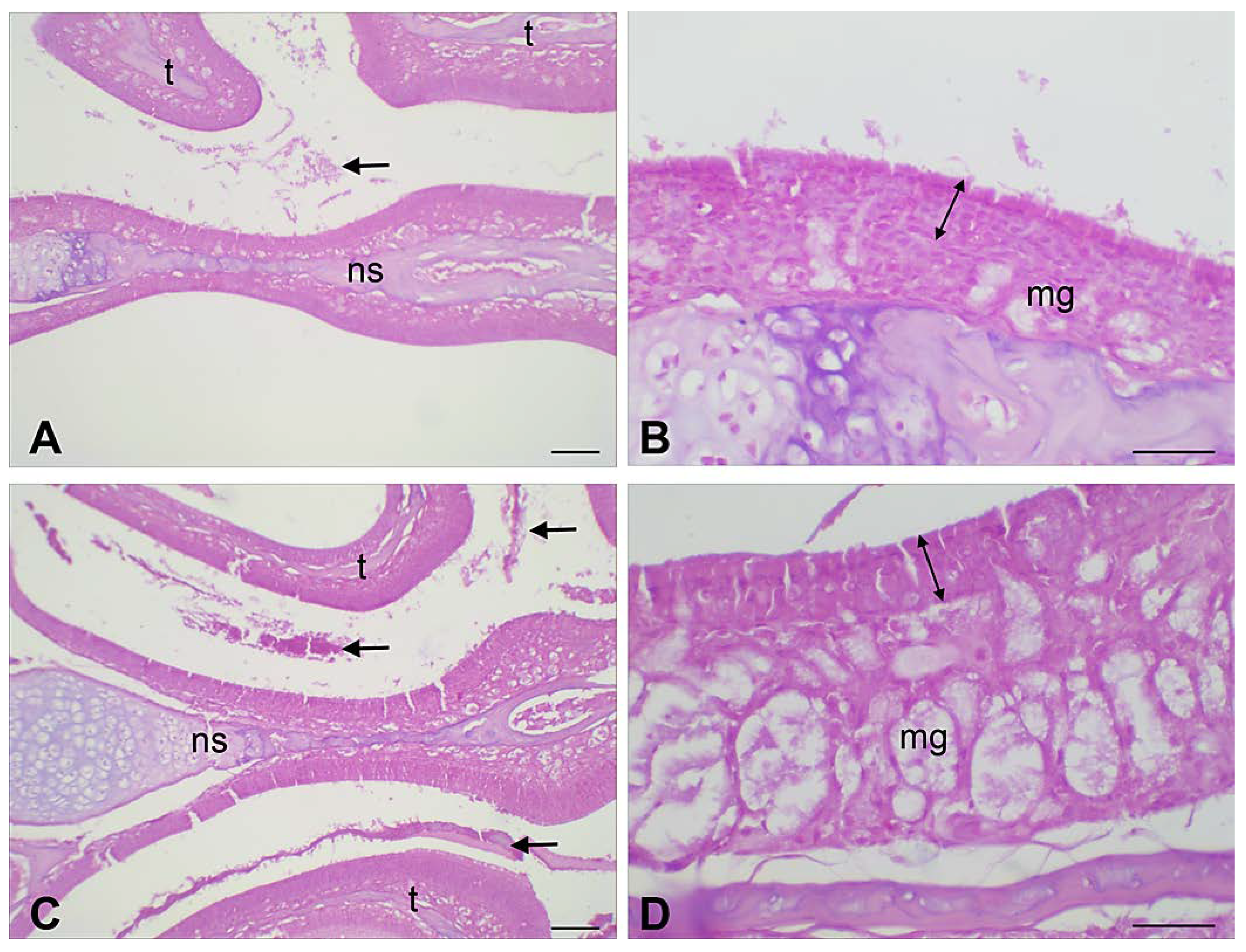 Pharmaceutics 15 01554 g012