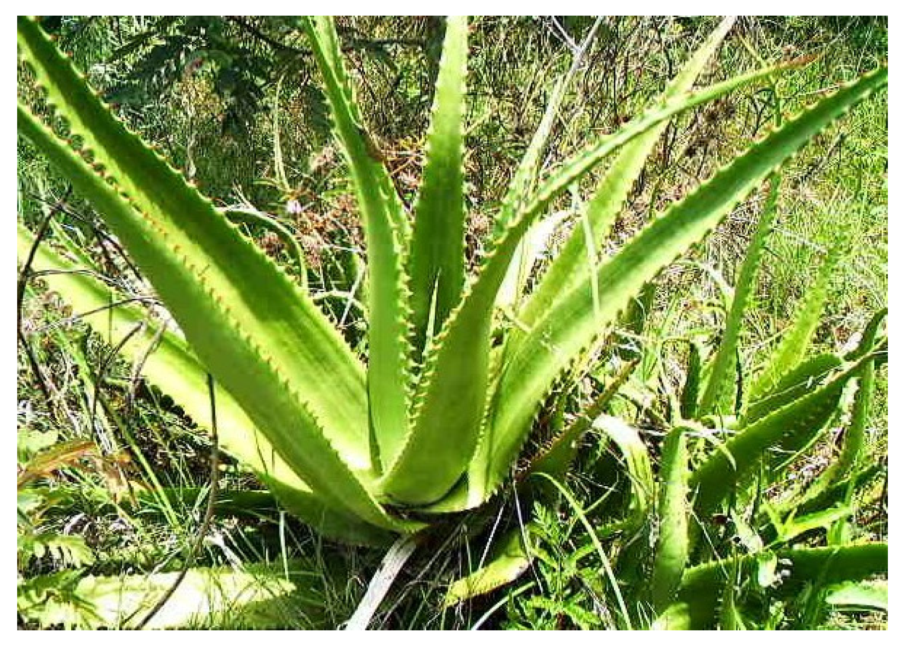 Pharmaceutics 15 01558 g001