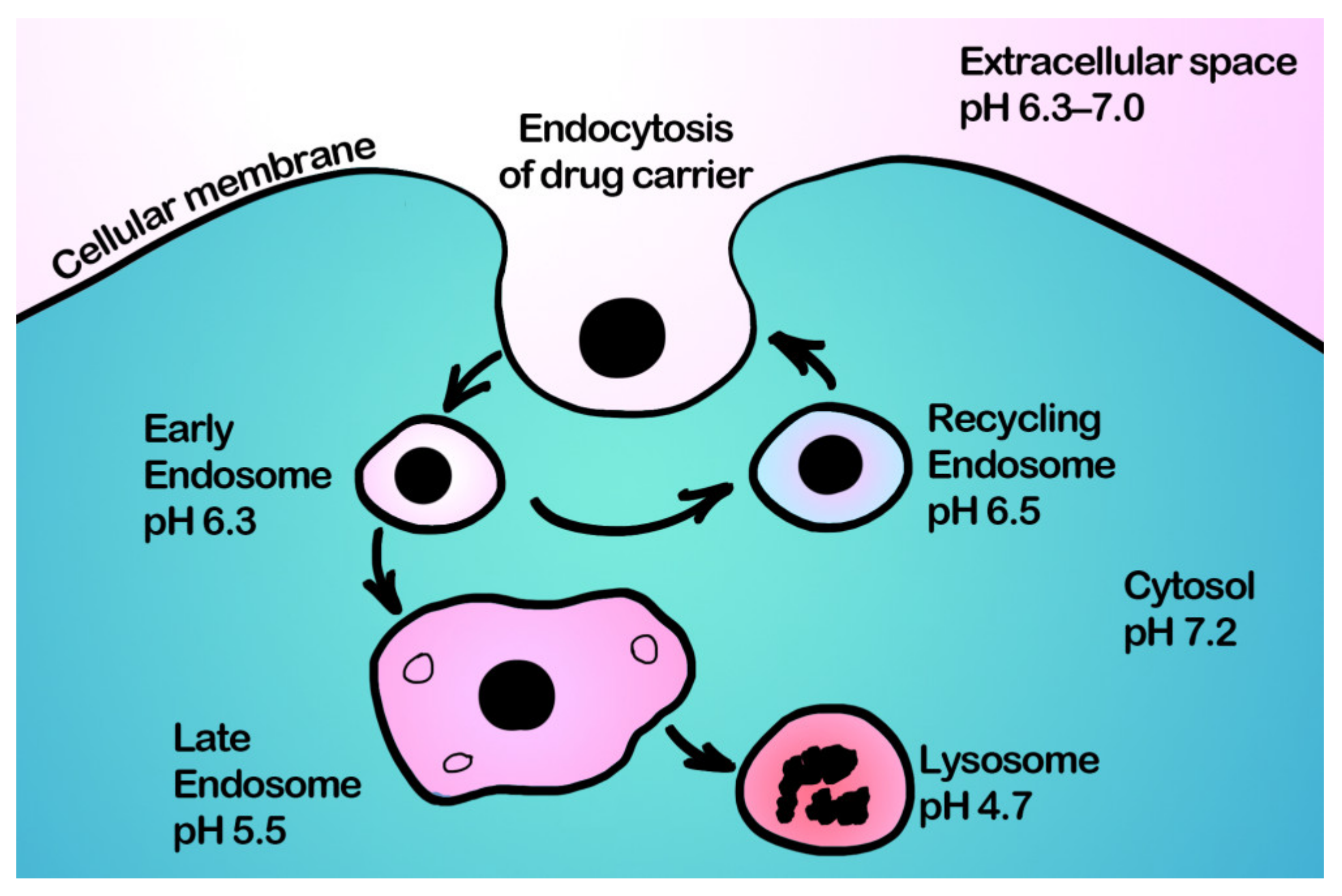 Pharmaceutics 15 01566 g006 Pharmaceutics 15 01566 g006