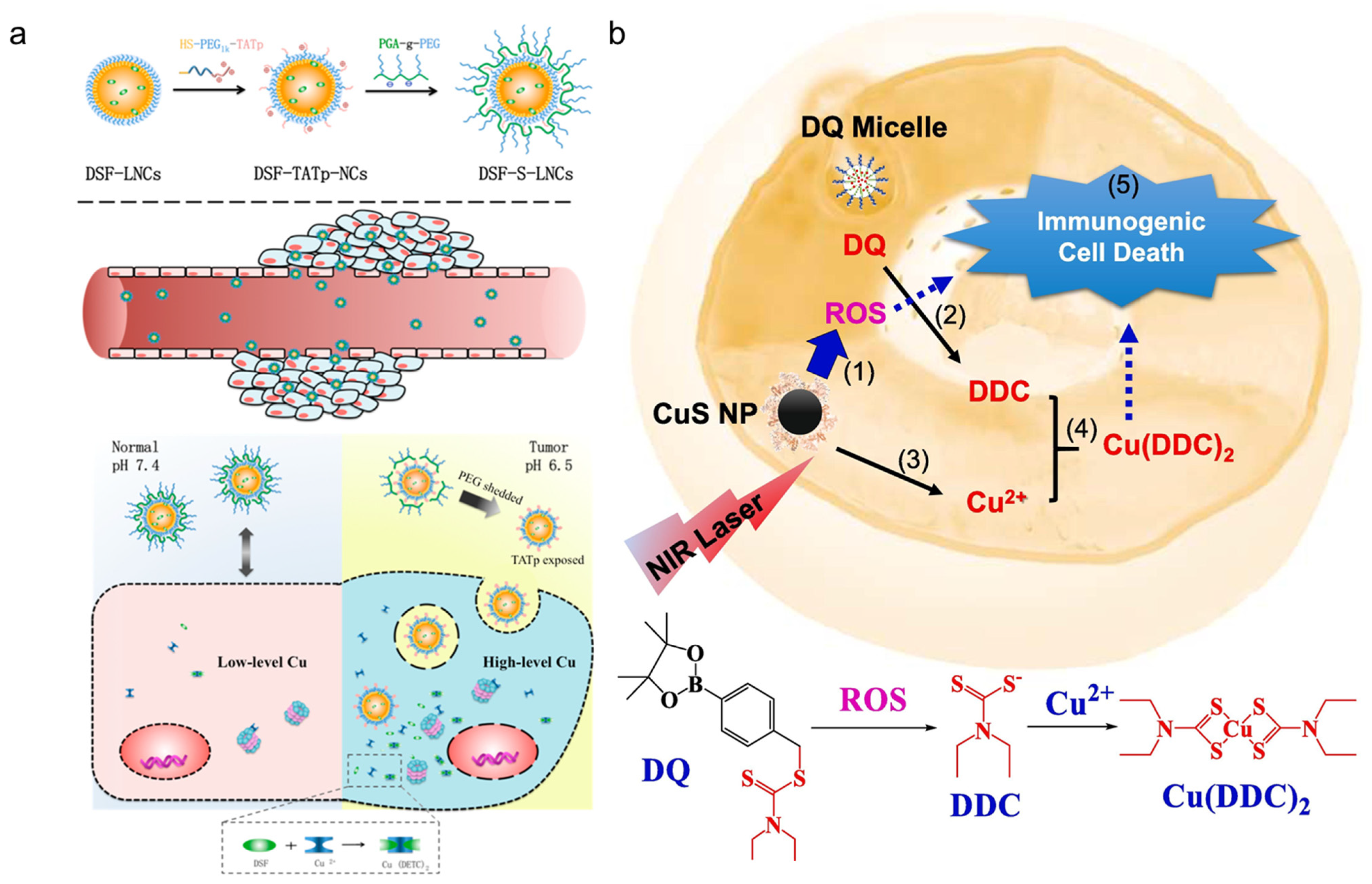 Pharmaceutics 15 01567 g005 Pharmaceutics 15 01567 g005