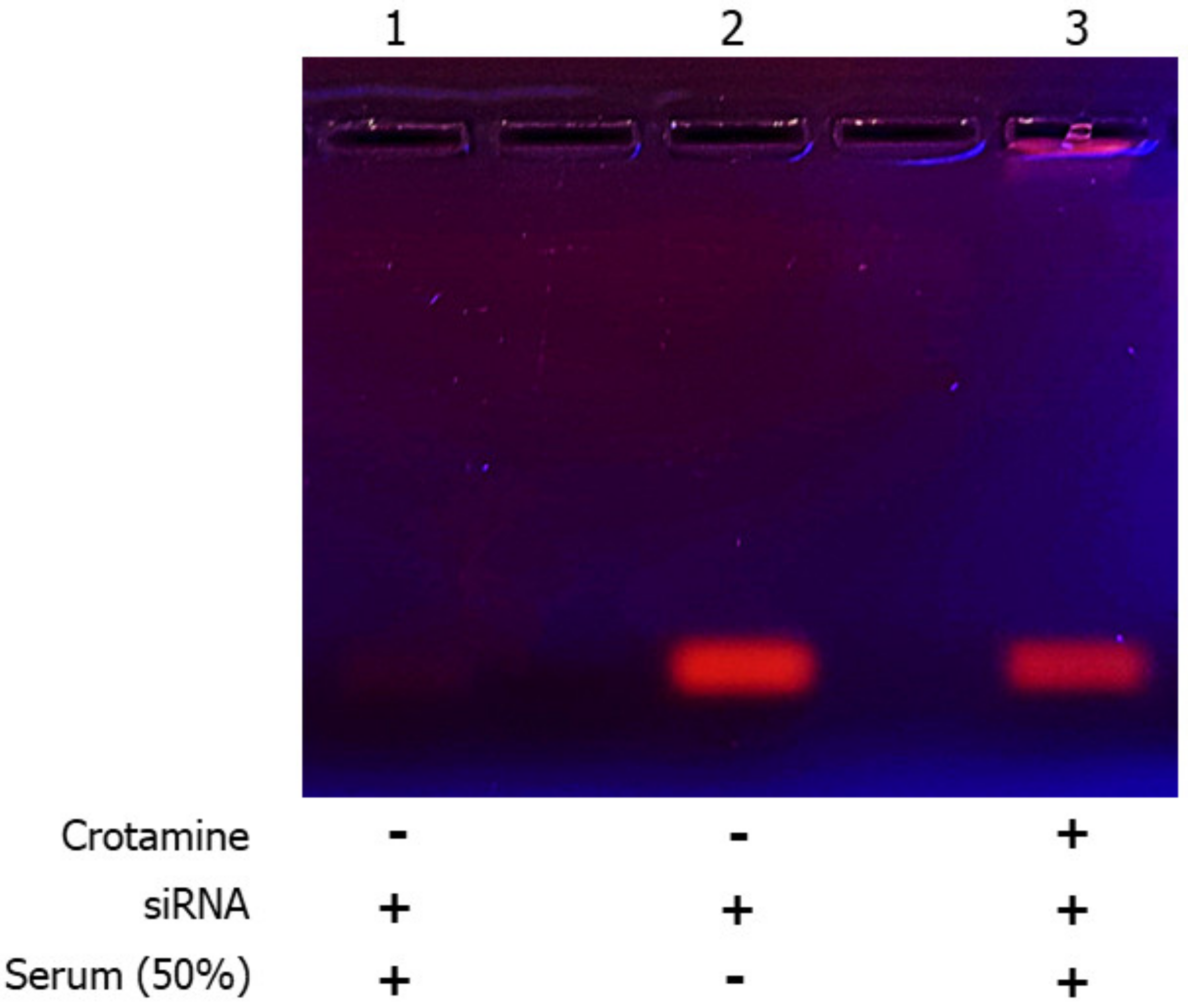 Pharmaceutics 15 01576 g003 Pharmaceutics 15 01576 g003