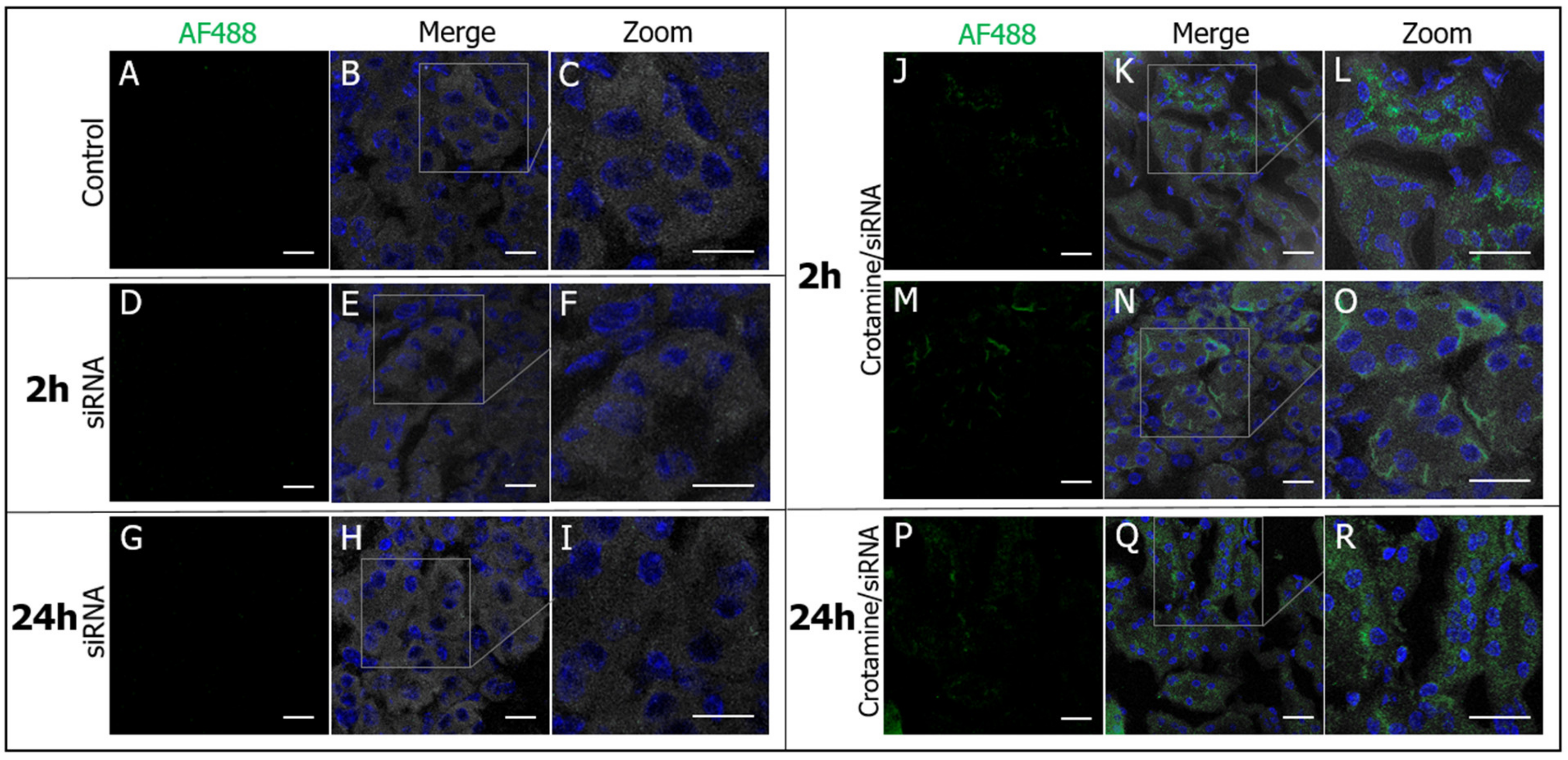 Pharmaceutics 15 01576 g006 Pharmaceutics 15 01576 g006
