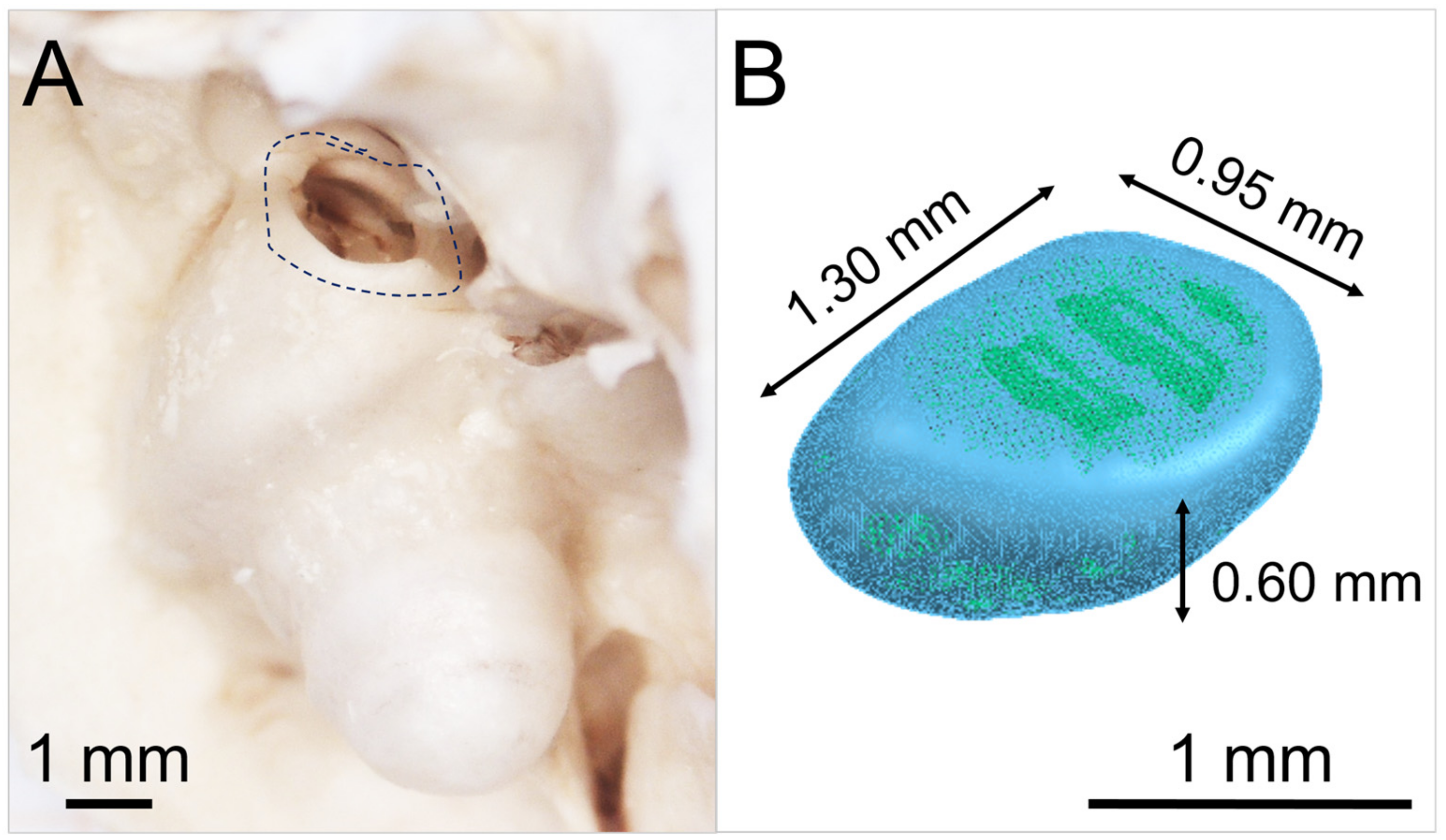 Pharmaceutics 15 01584 g002 Pharmaceutics 15 01584 g002