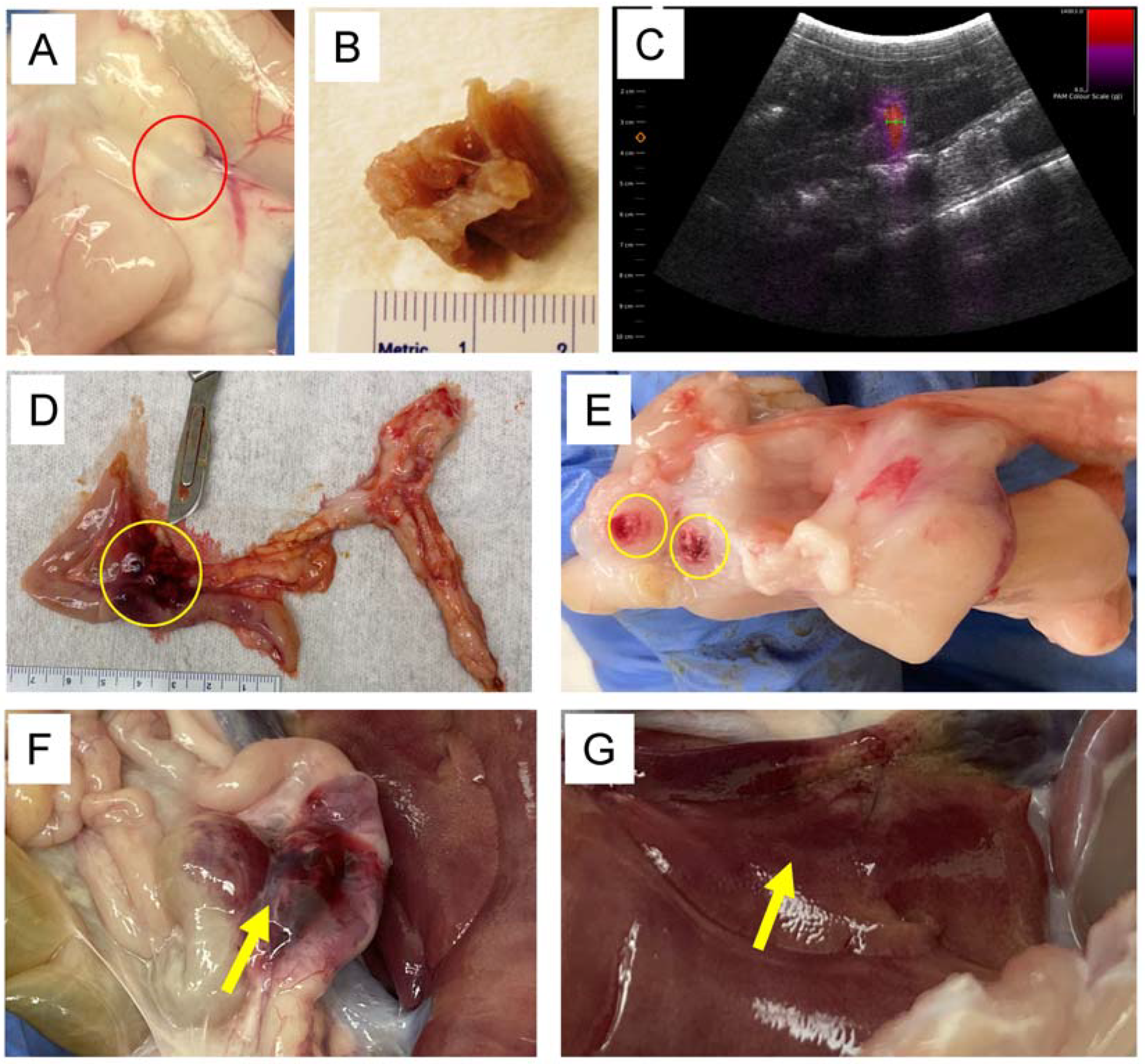 Pharmaceutics 15 01585 g002