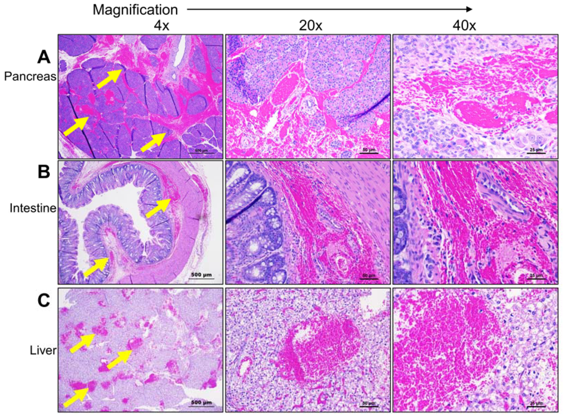 Pharmaceutics 15 01585 g003