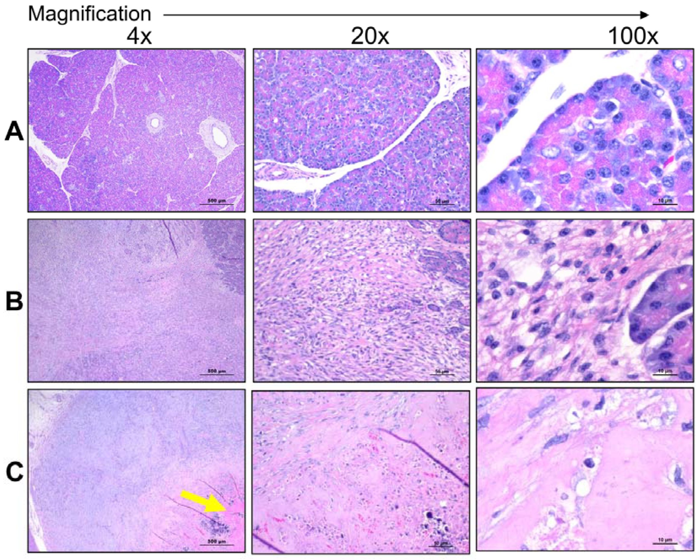 Pharmaceutics 15 01585 g004