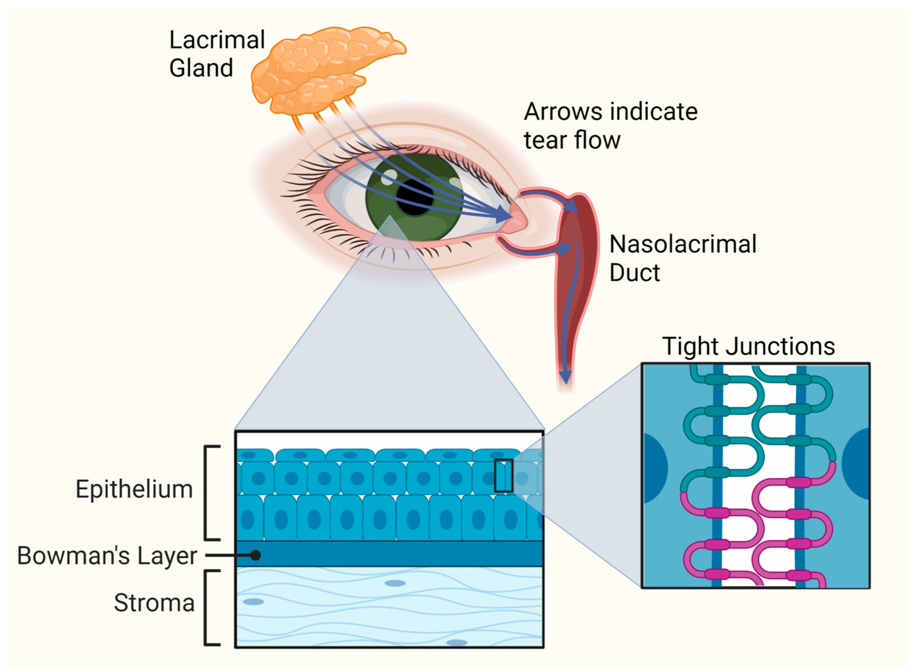 Pharmaceutics 15 01591 g003 Pharmaceutics 15 01591 g003