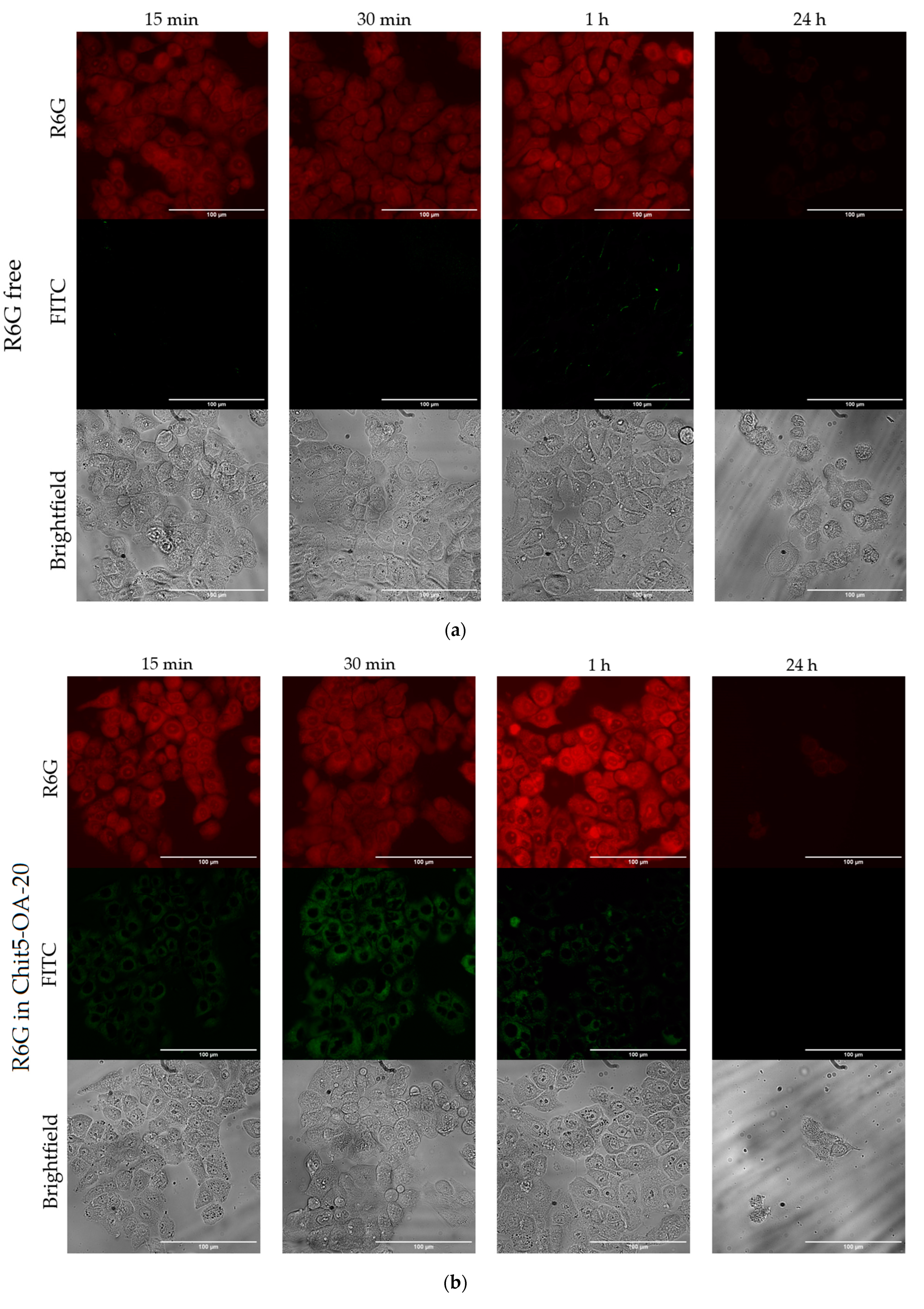 Pharmaceutics 15 01613 g009a