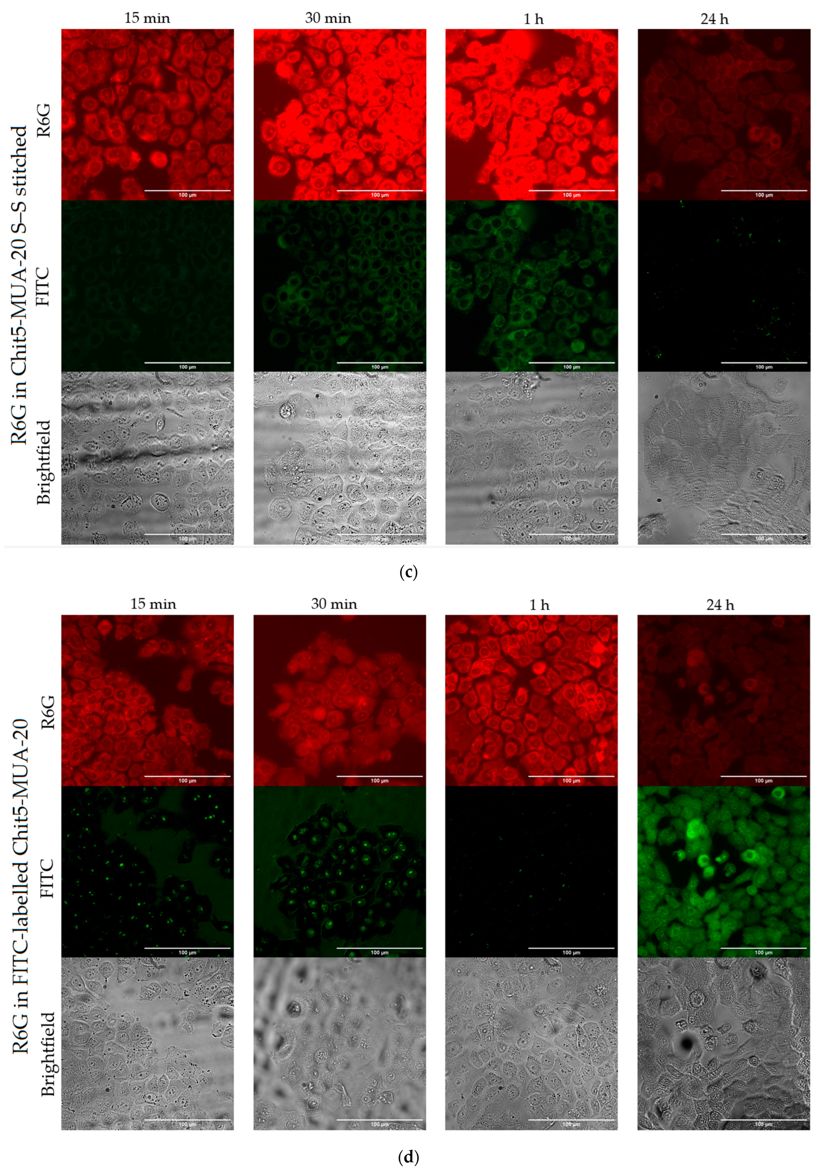 Pharmaceutics 15 01613 g009b