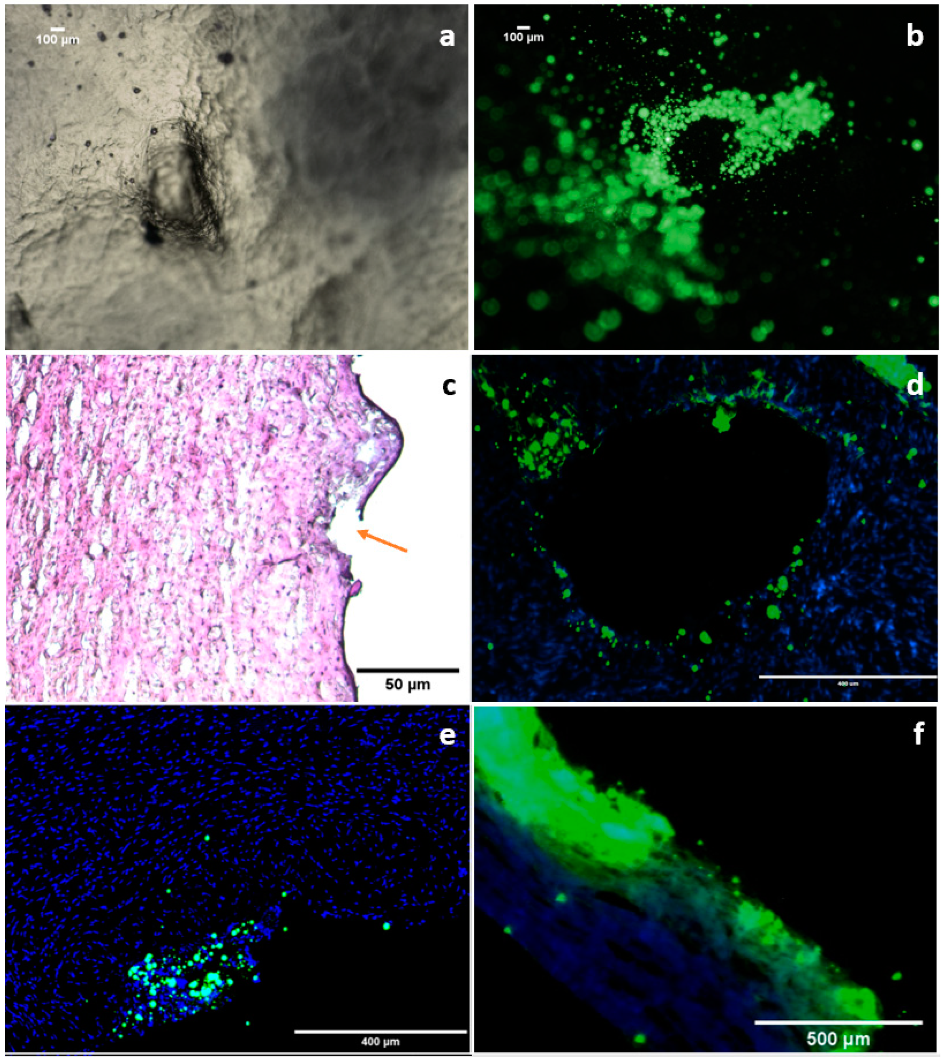 Pharmaceutics 15 01622 g010