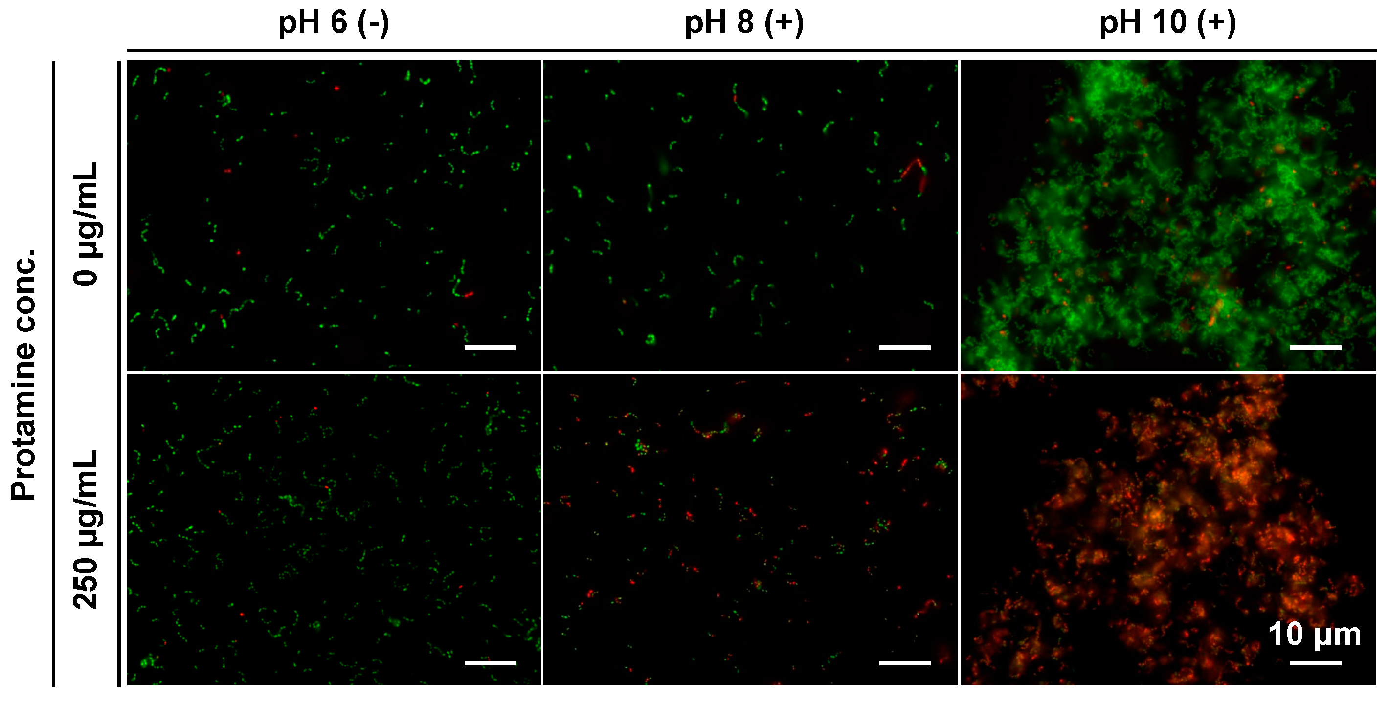 Pharmaceutics 15 01629 g008 Pharmaceutics 15 01629 g008