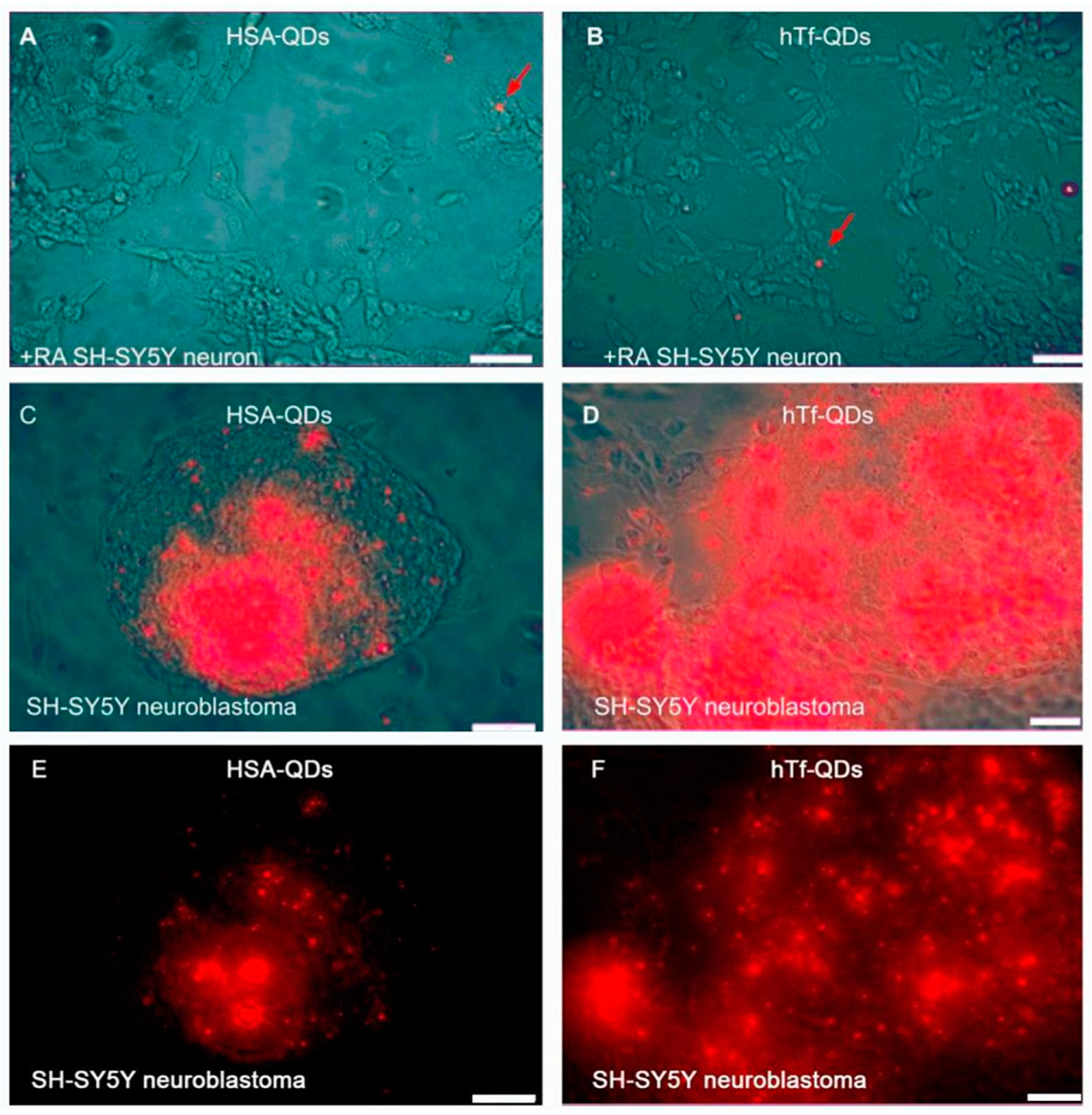 Pharmaceutics 15 01651 g005 Pharmaceutics 15 01651 g005