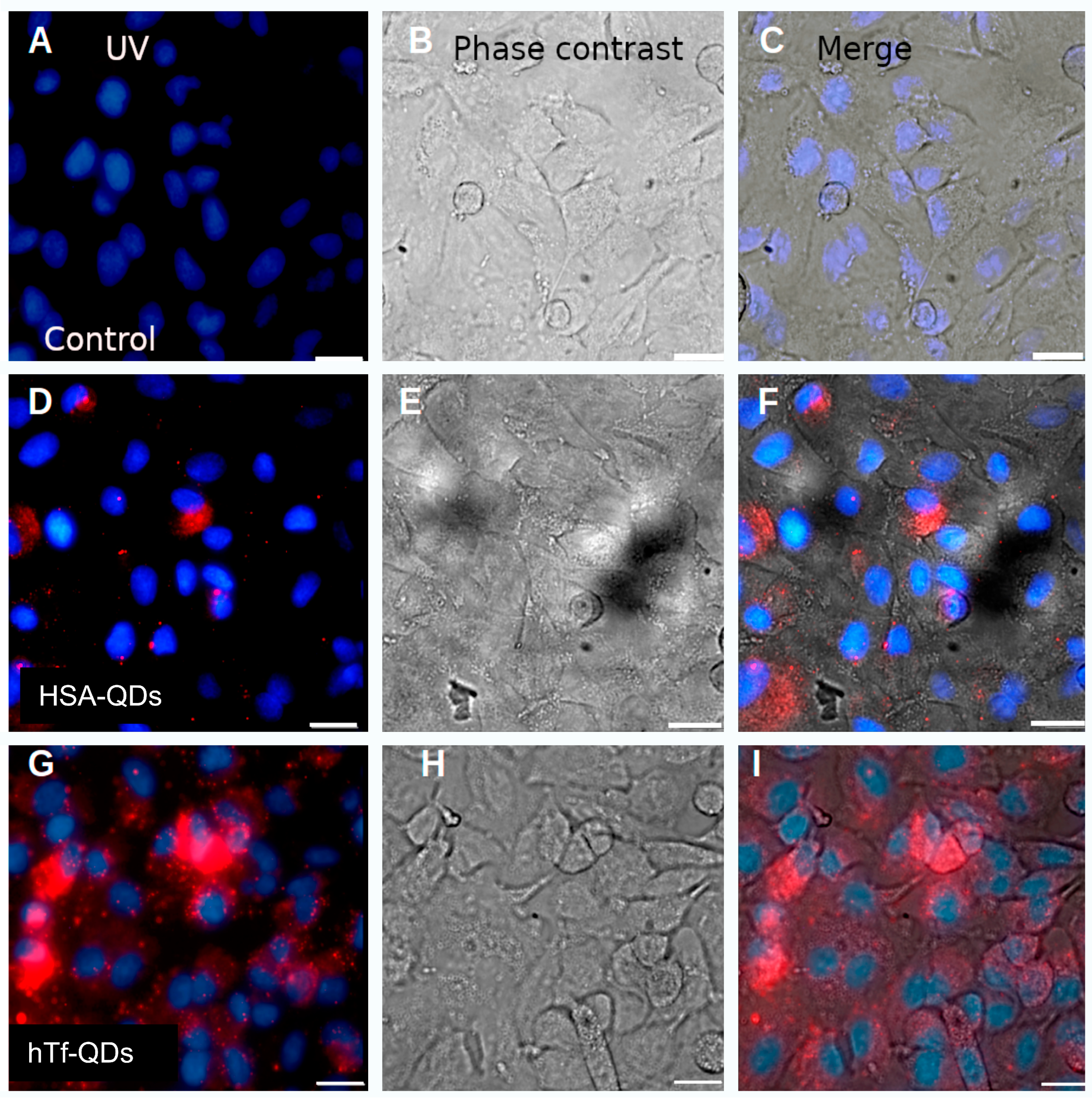 Pharmaceutics 15 01651 g006 Pharmaceutics 15 01651 g006