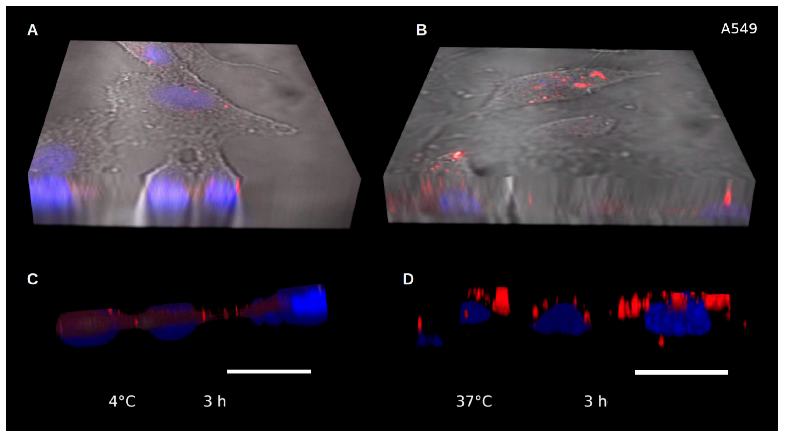 Pharmaceutics 15 01651 g007 Pharmaceutics 15 01651 g007