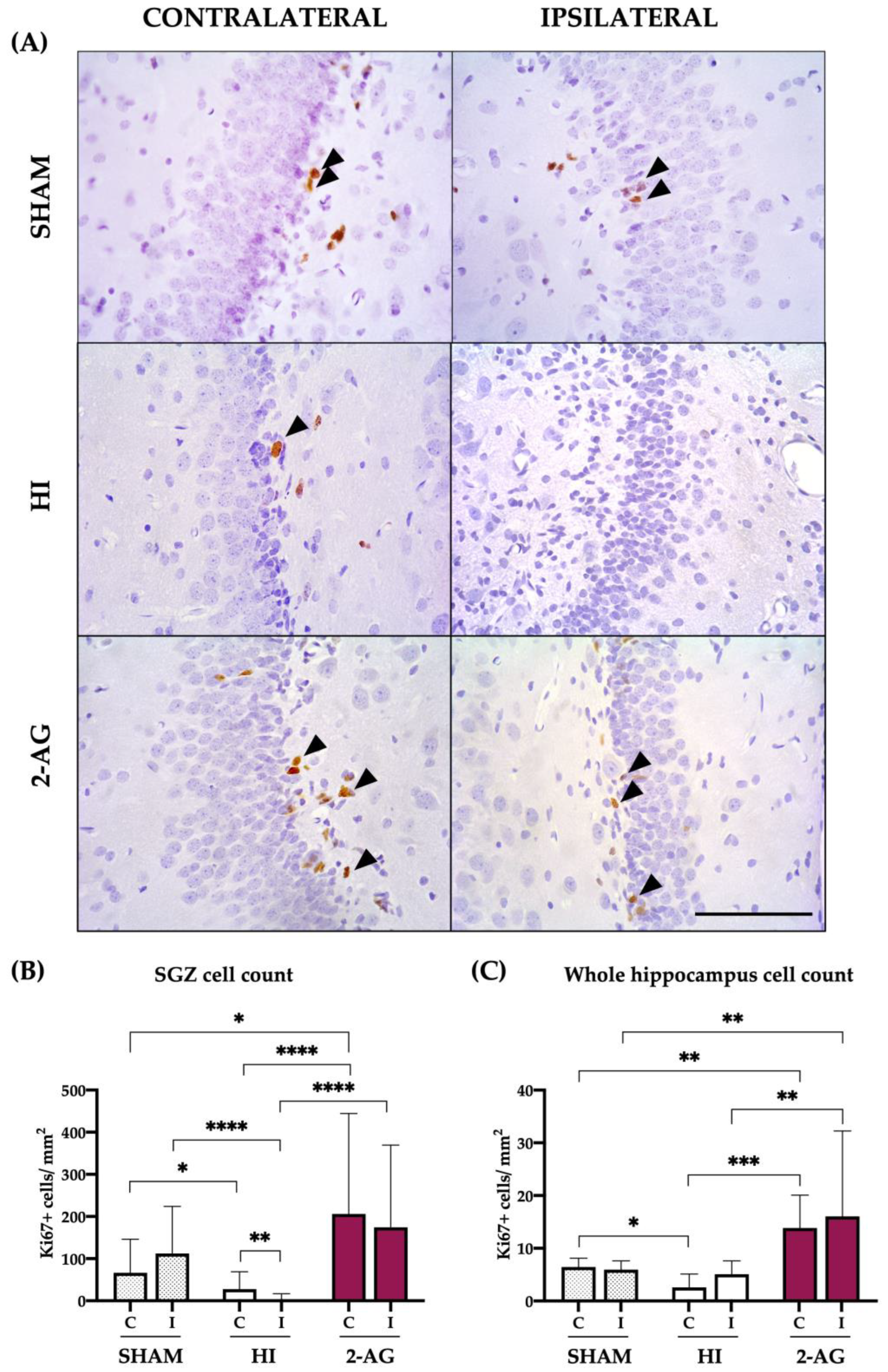 Pharmaceutics 15 01667 g005 Pharmaceutics 15 01667 g005