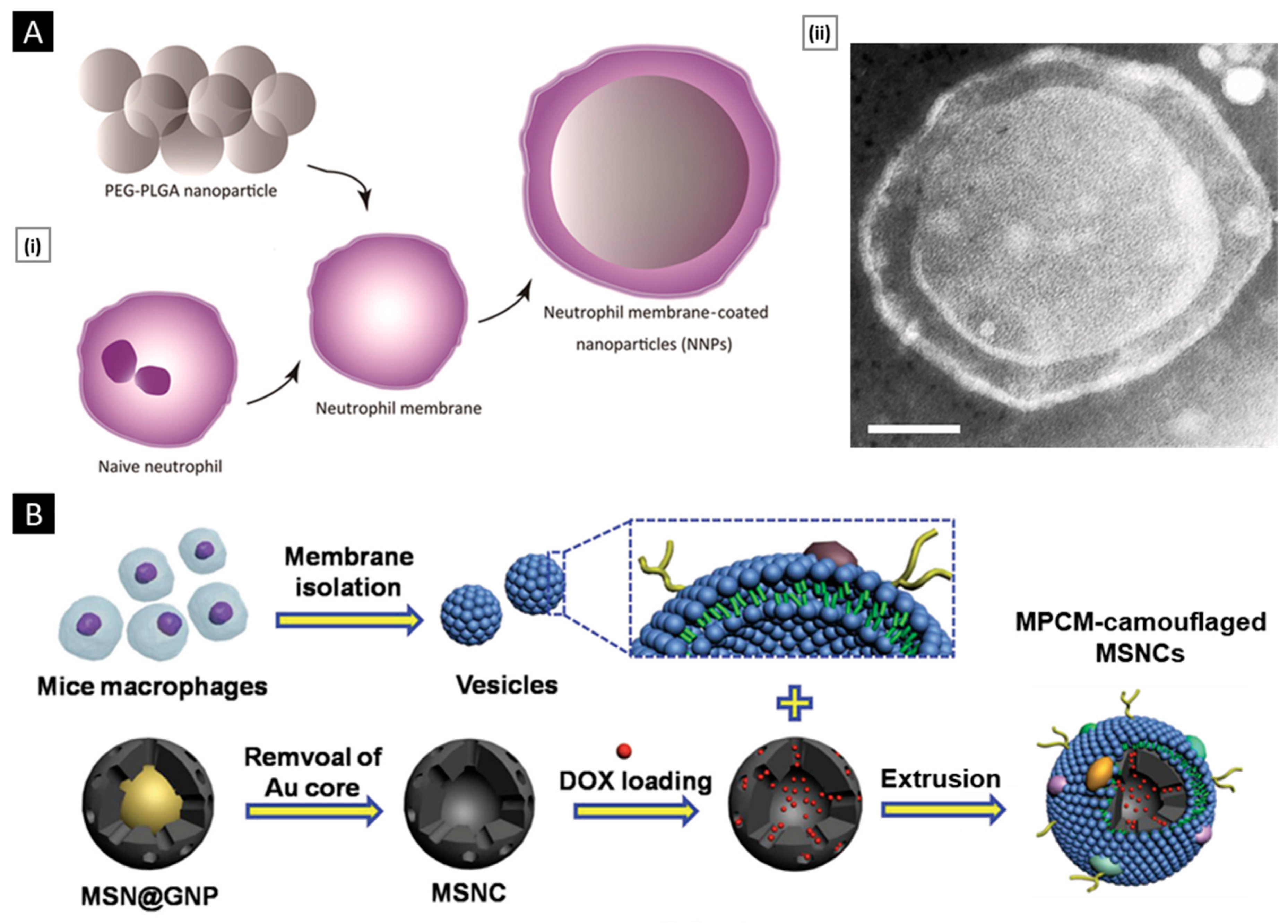 Pharmaceutics 15 01677 g003 Pharmaceutics 15 01677 g003