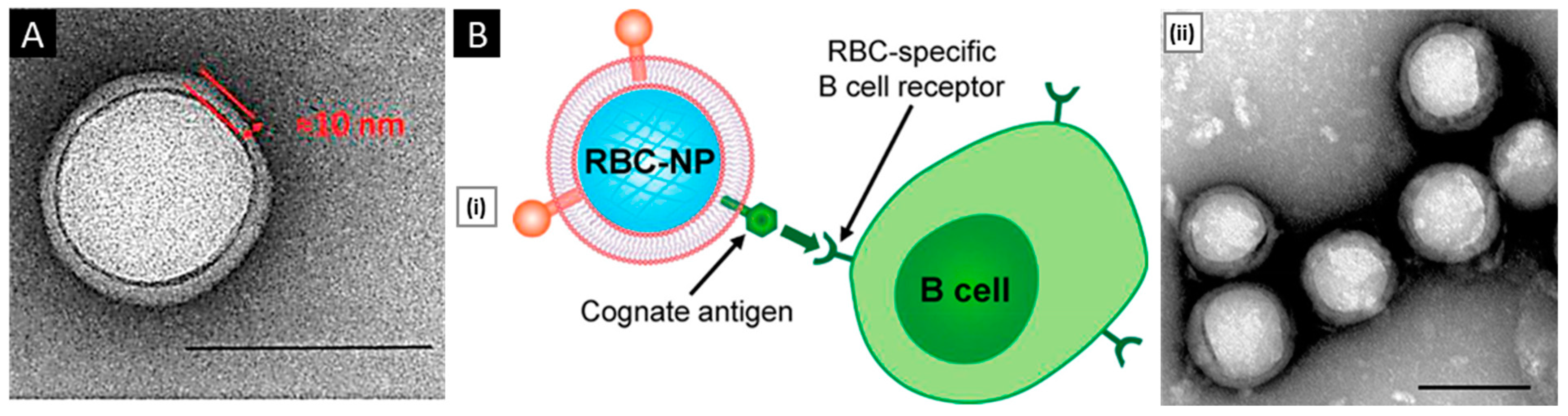 Pharmaceutics 15 01677 g004 Pharmaceutics 15 01677 g004