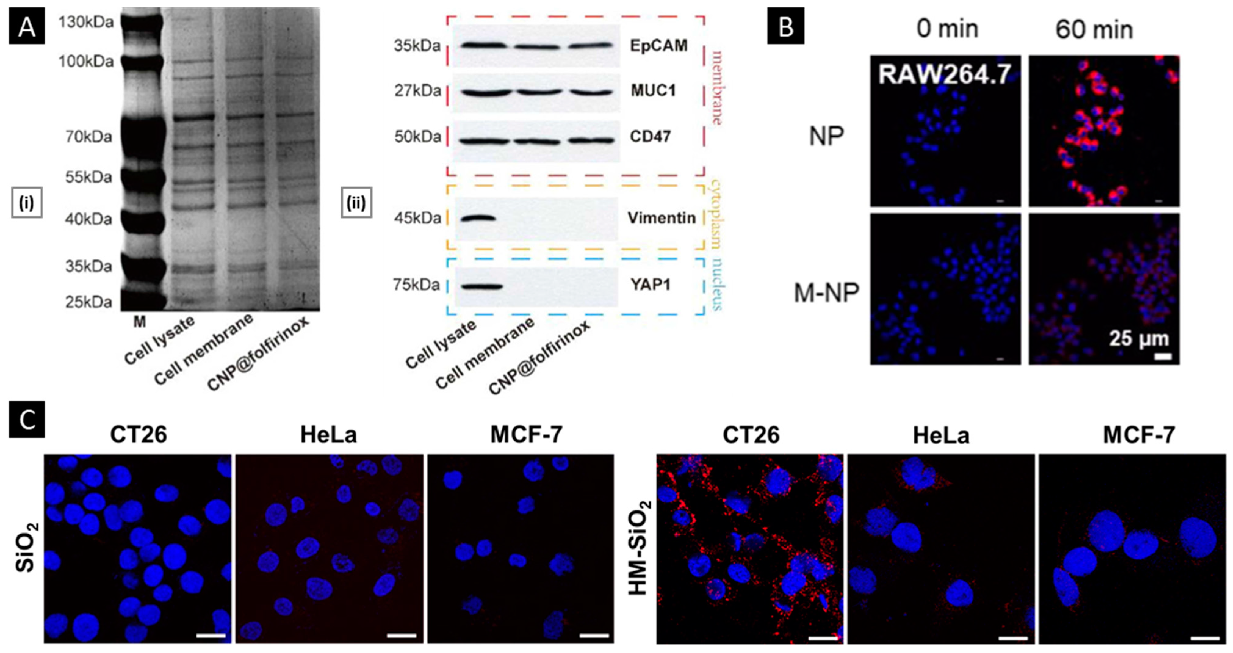 Pharmaceutics 15 01677 g007 Pharmaceutics 15 01677 g007