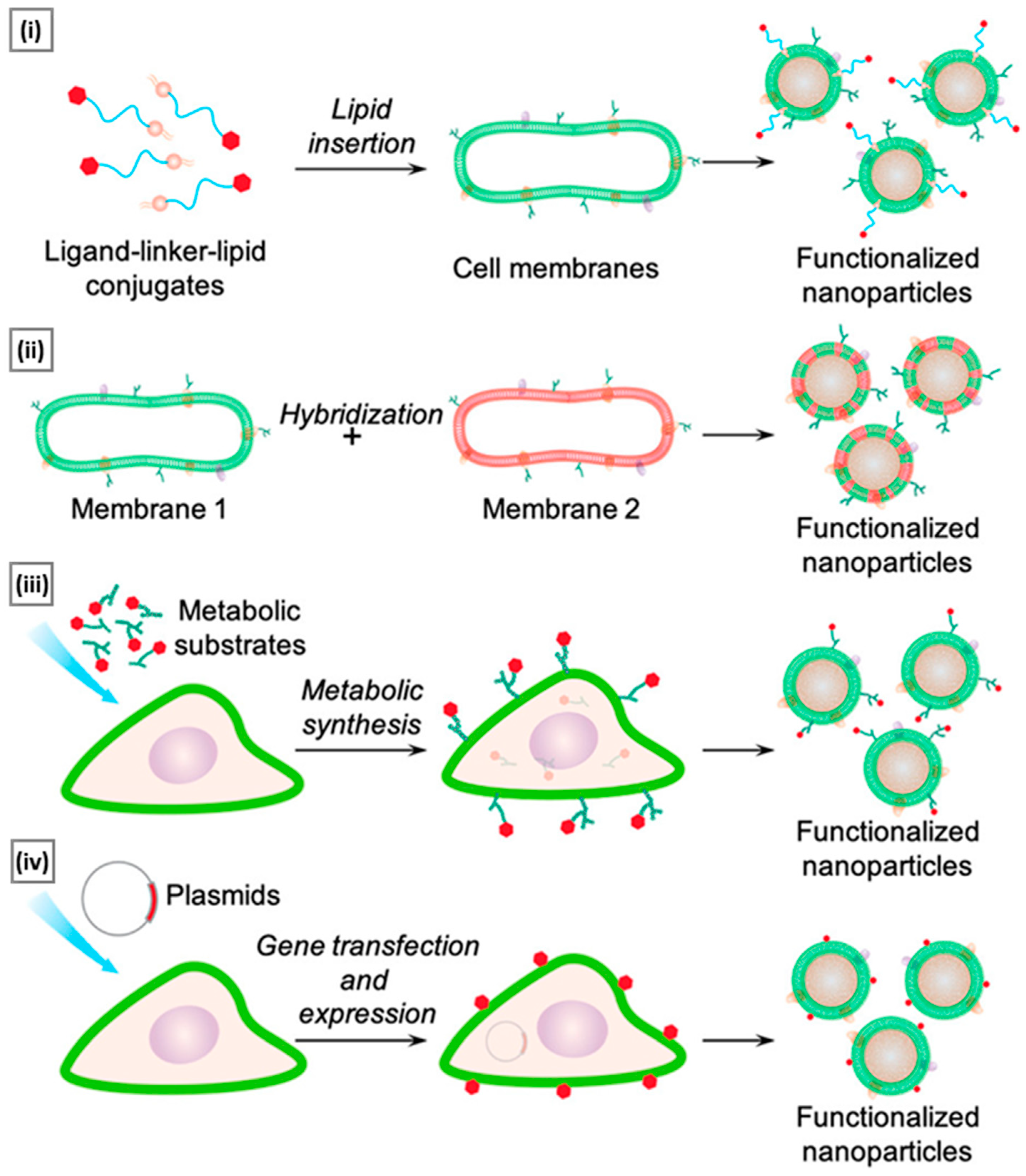 Pharmaceutics 15 01677 g008 Pharmaceutics 15 01677 g008