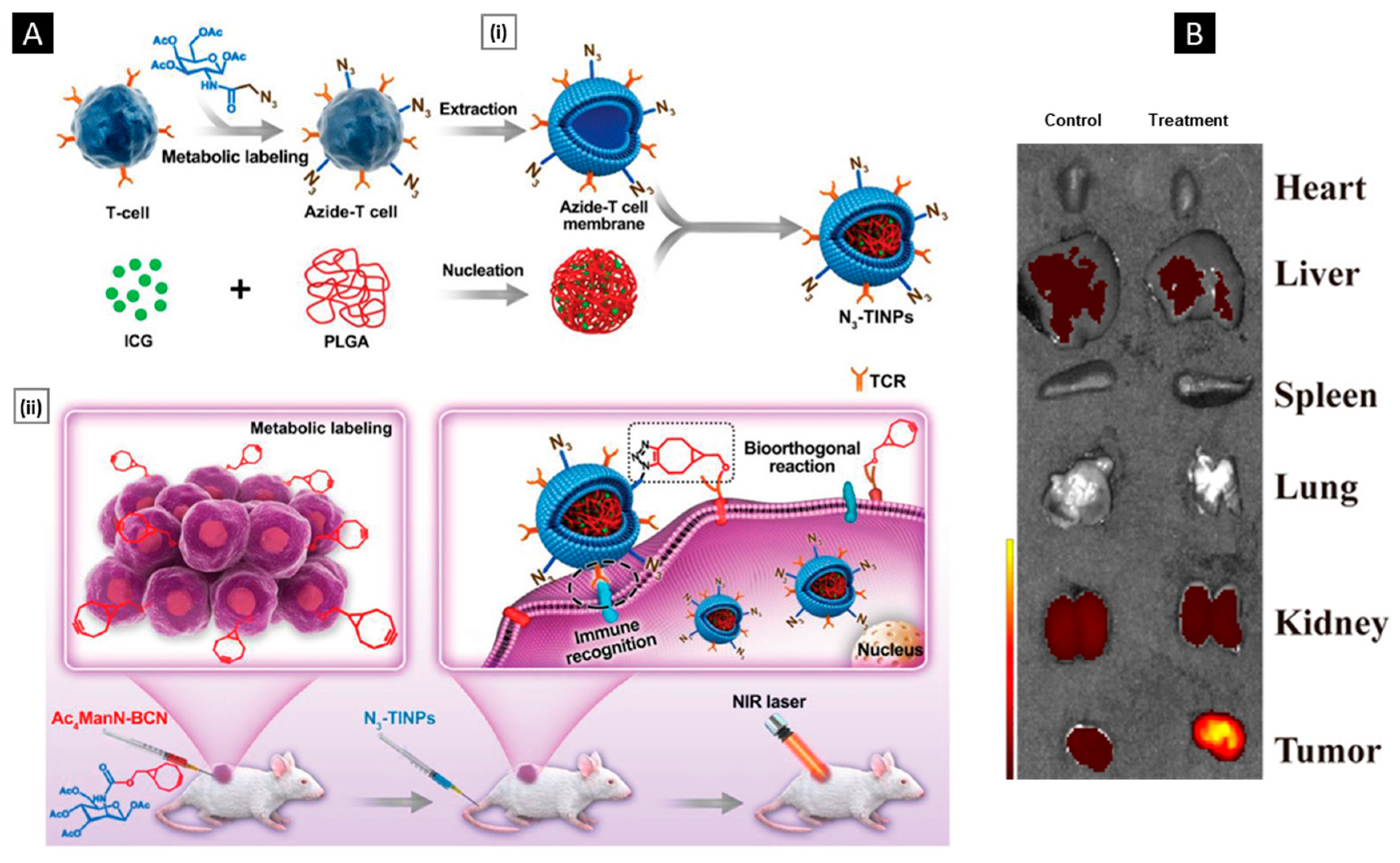 Pharmaceutics 15 01677 g010 Pharmaceutics 15 01677 g010