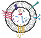 Pharmaceutics 15 01686 i006
