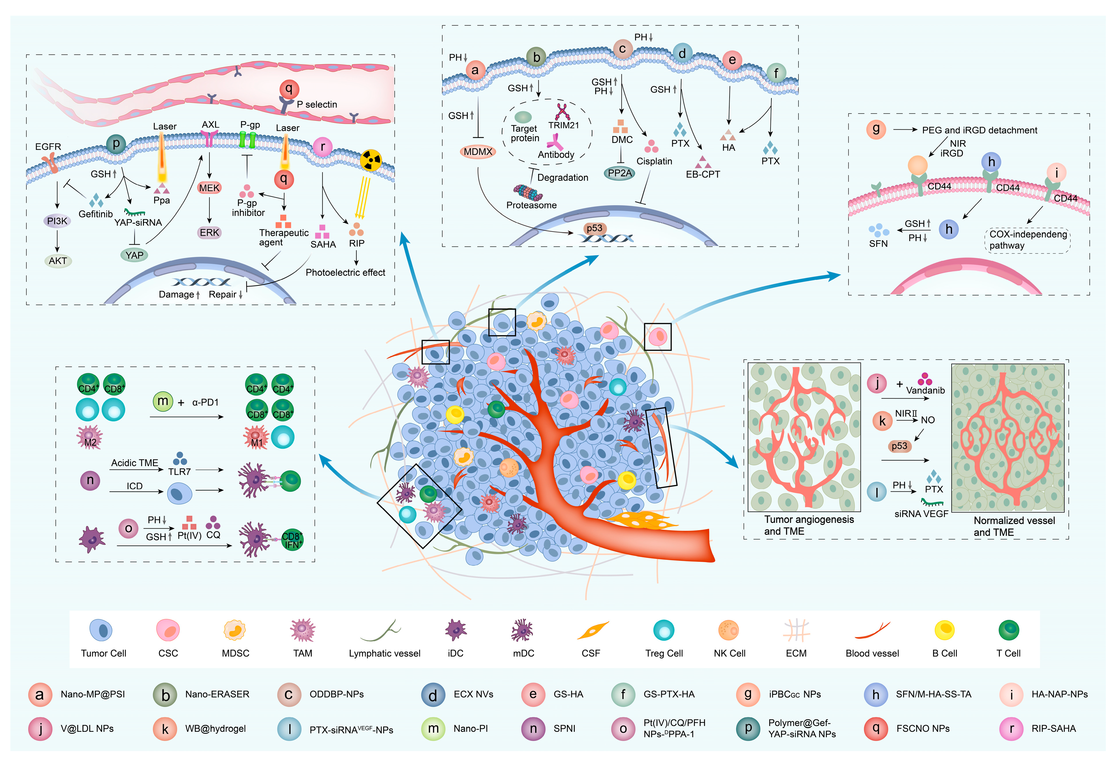 Pharmaceutics 15 01706 g003 Pharmaceutics 15 01706 g003
