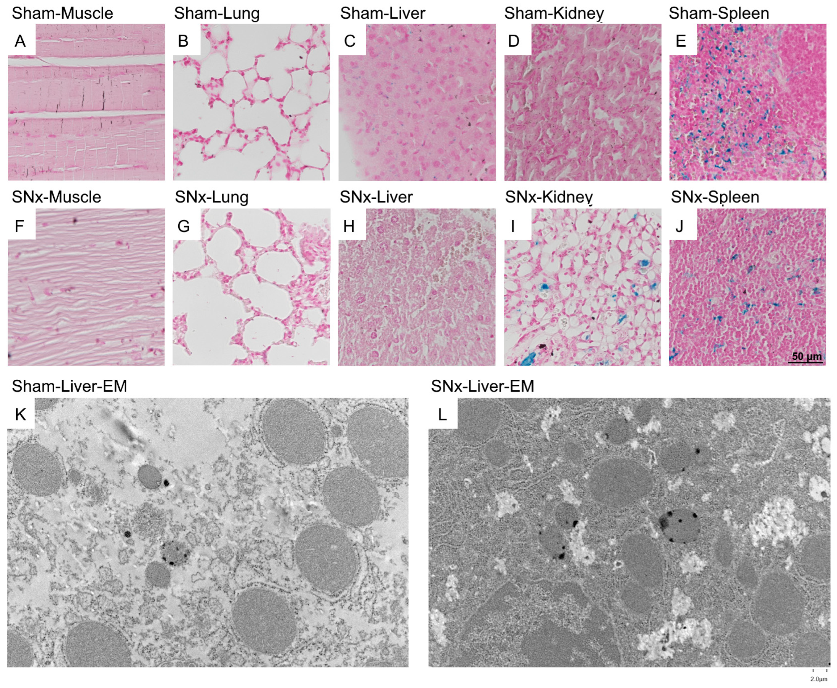 Pharmaceutics 15 01714 g006 Pharmaceutics 15 01714 g006