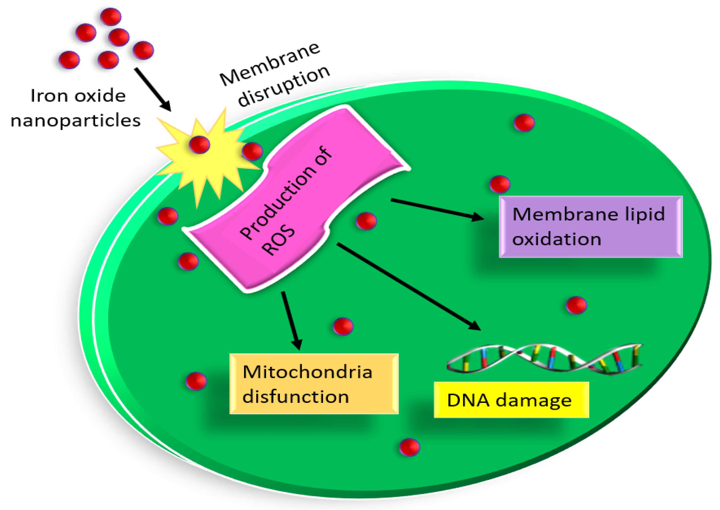 Pharmaceutics 15 01726 g009 Pharmaceutics 15 01726 g009