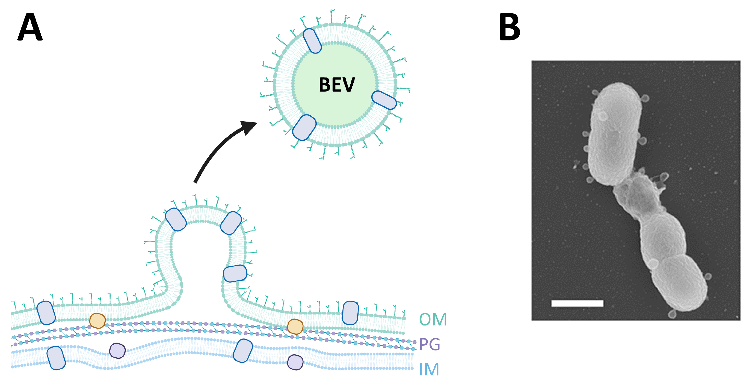 Pharmaceutics 15 01738 g003