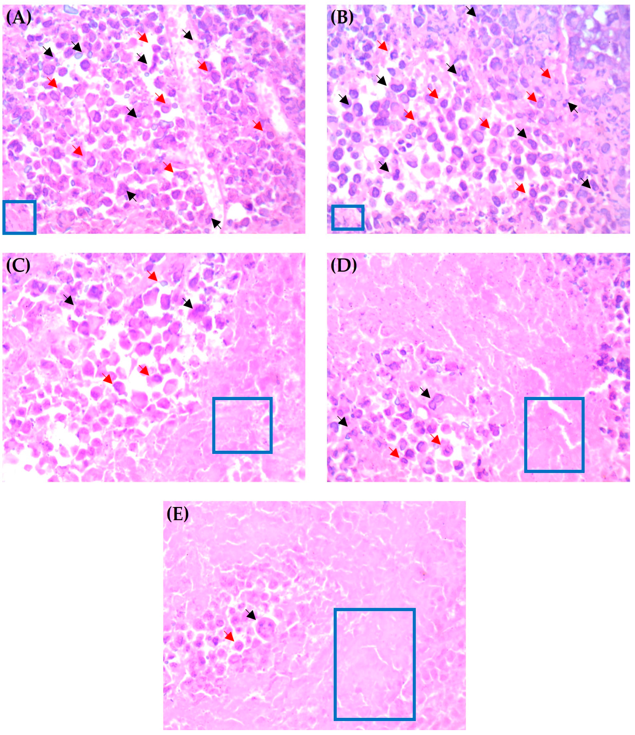 Pharmaceutics 15 01755 g005