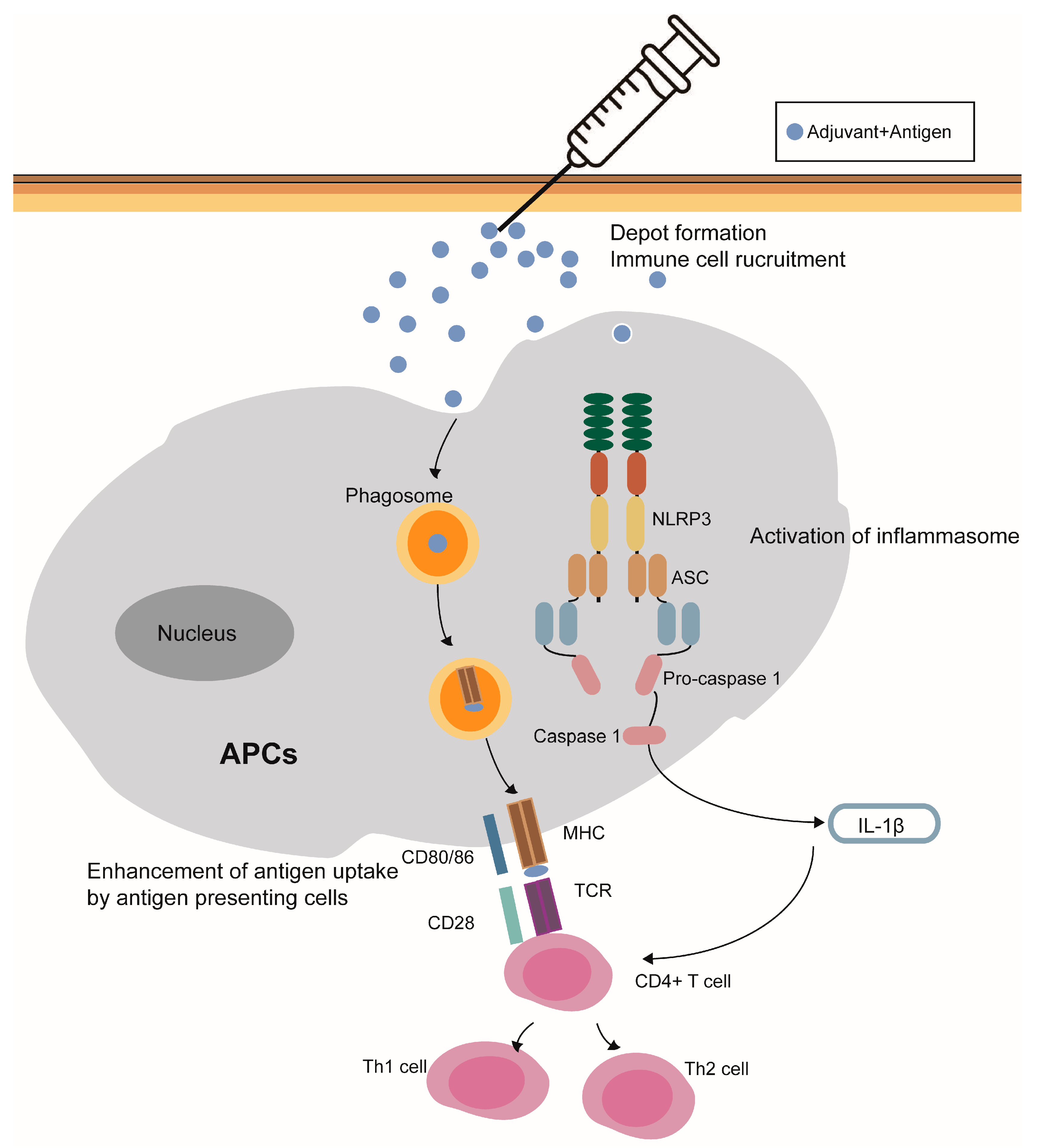 Pharmaceutics Free FullText Research Progress of Aluminum