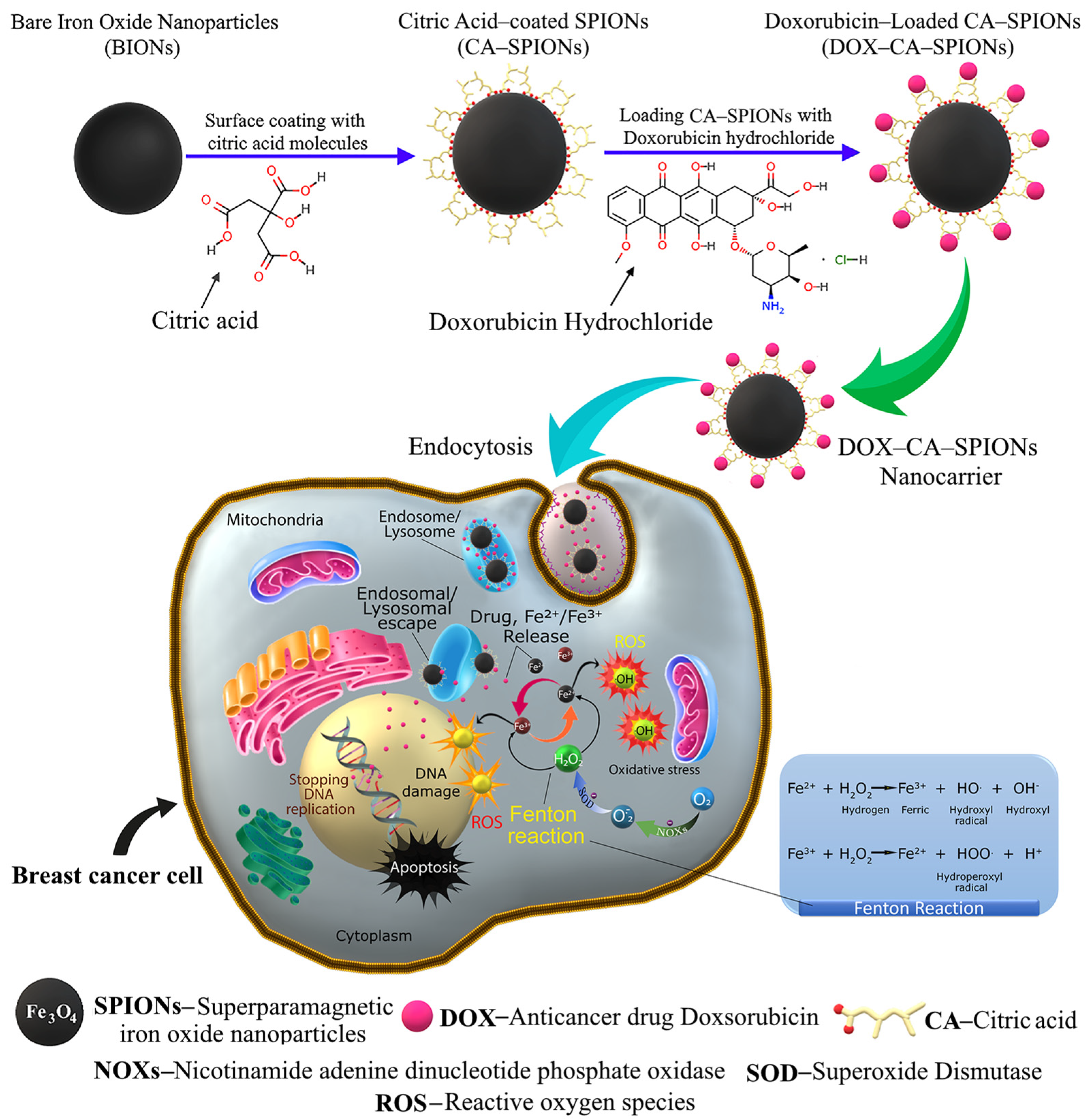 Pharmaceutics 15 01758 g012