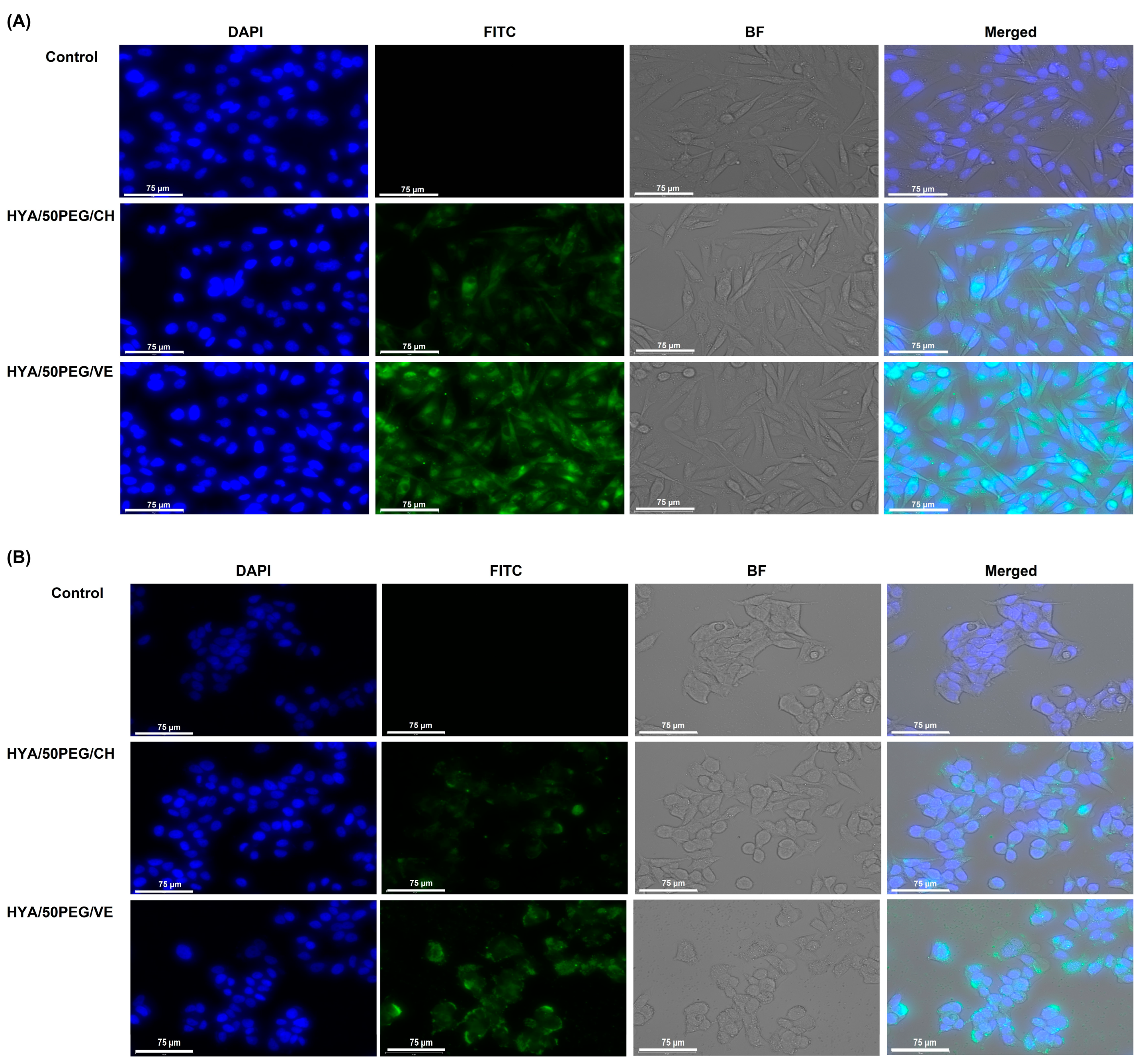 Pharmaceutics 15 01771 g007 Pharmaceutics 15 01771 g007