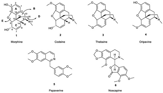 Pharmaceutics | Free Full-Text | Synthesis and Modification of Morphine ...