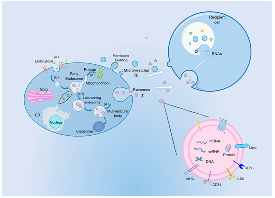 Mesenchymal Stromal Cells-Derived Extracellular Vesicles as